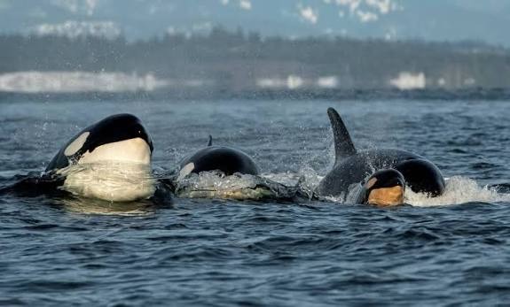 Critical Endangered Orca last lifeline campaign photo, 2 of 8