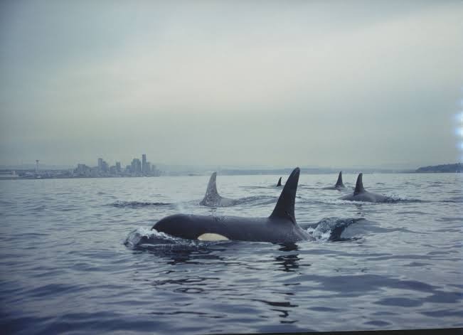 Critical Endangered Orca last lifeline campaign photo, 4 of 8