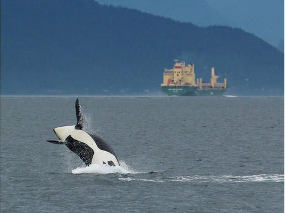 Critical Endangered Orca last lifeline campaign photo, 5 of 8