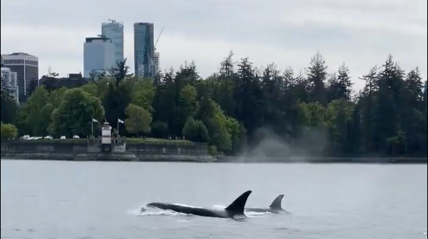 Critical Endangered Orca last lifeline campaign photo, 6 of 8