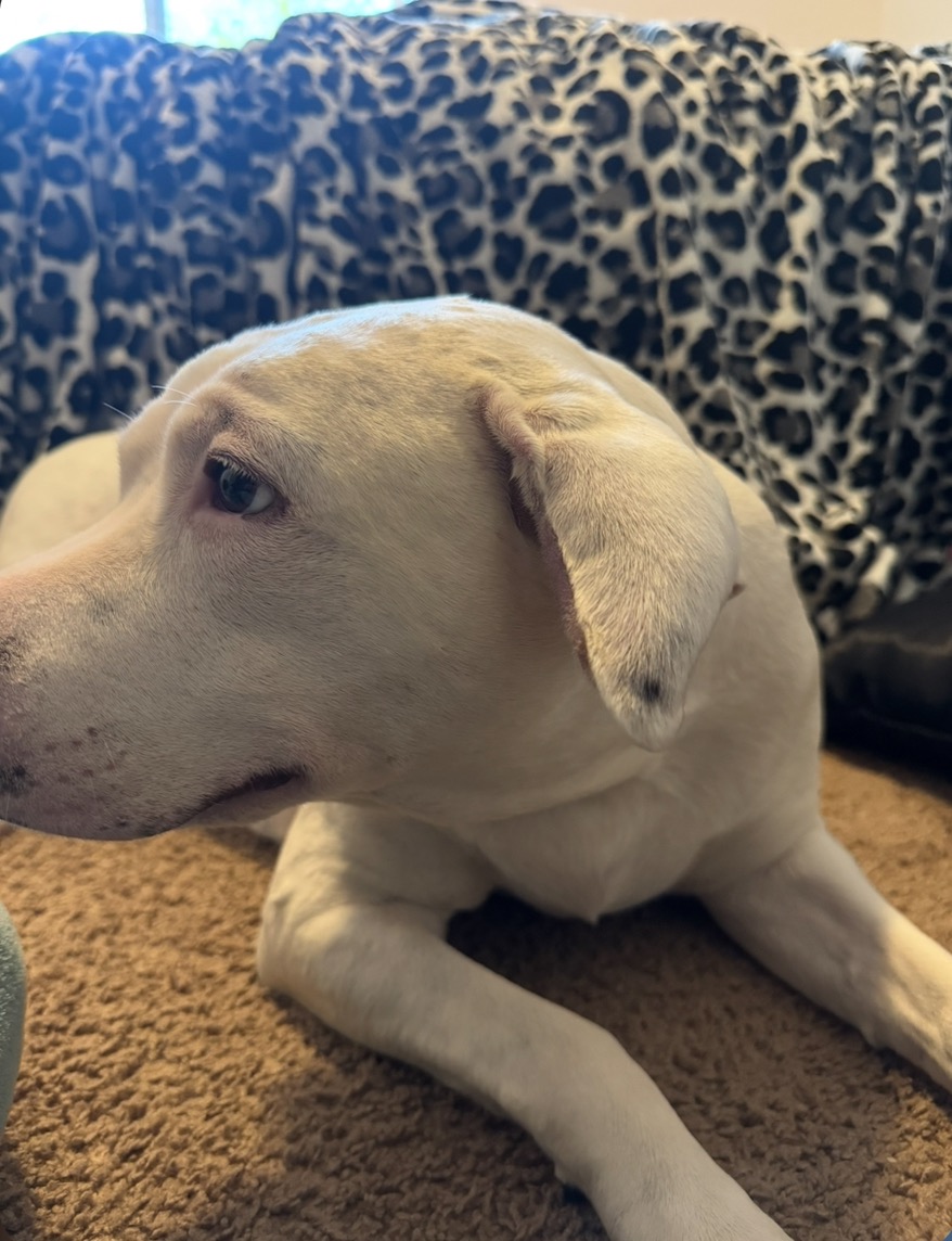Support Bella's Recovery from Ear Hematoma campaign photo, 4 of 5