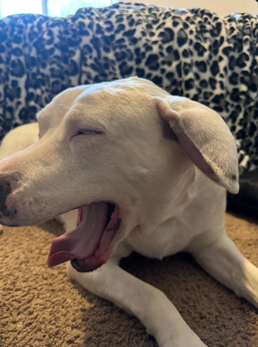 Support Bella's Recovery from Ear Hematoma campaign photo, 2 of 5