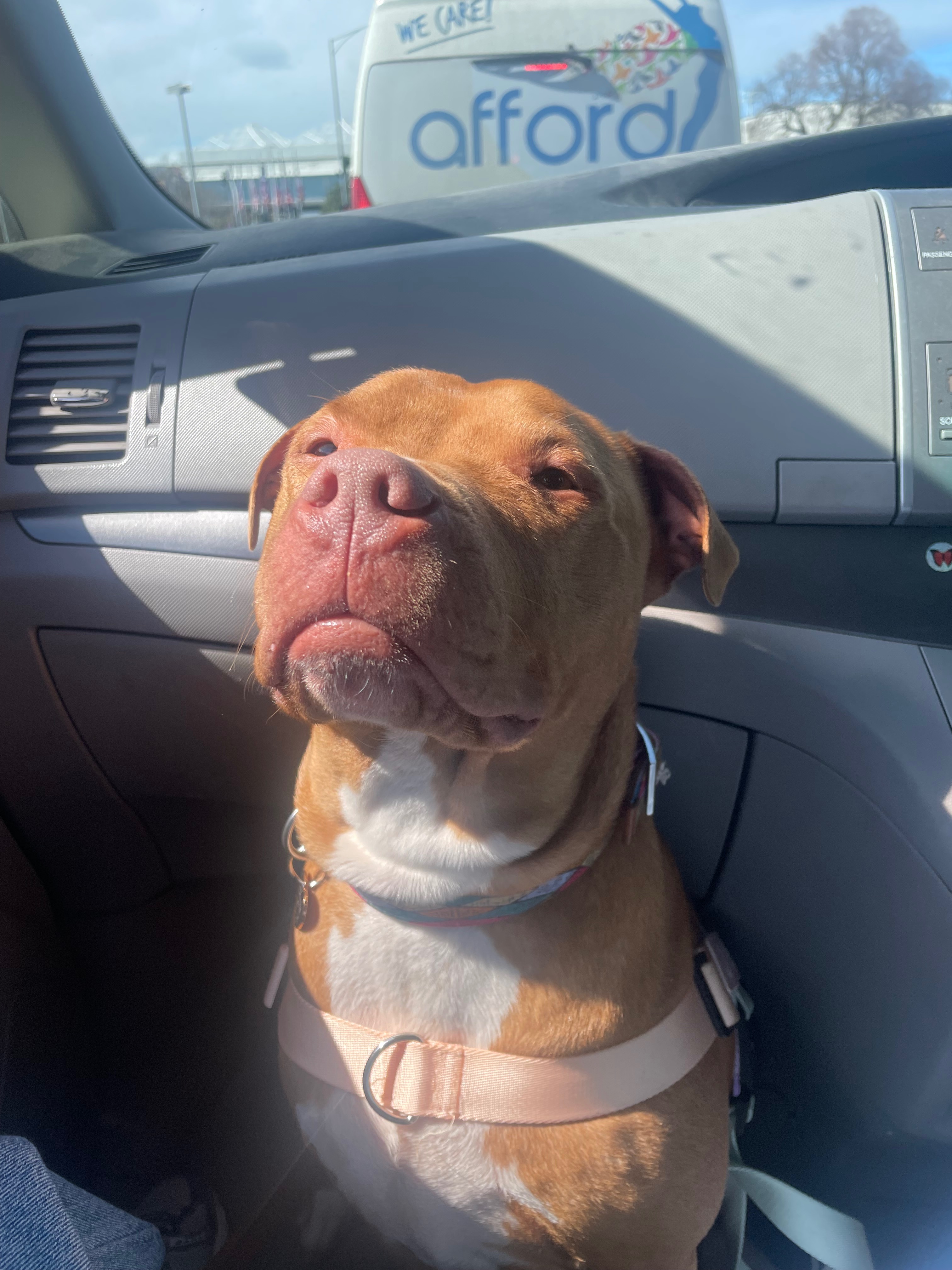 Help Junie have a successful surgery! campaign photo, 2 of 7