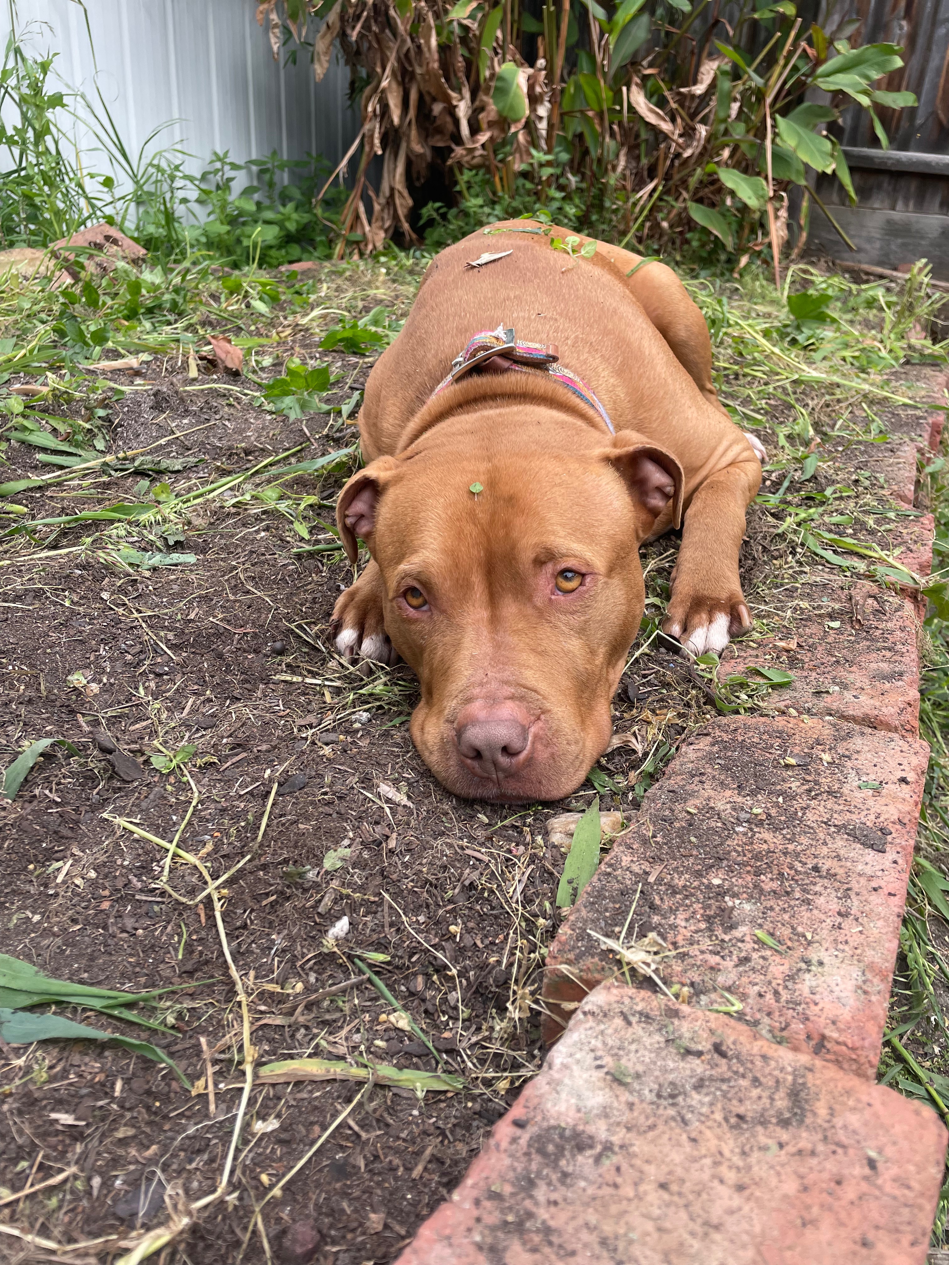 Help Junie have a successful surgery! campaign photo, 4 of 7