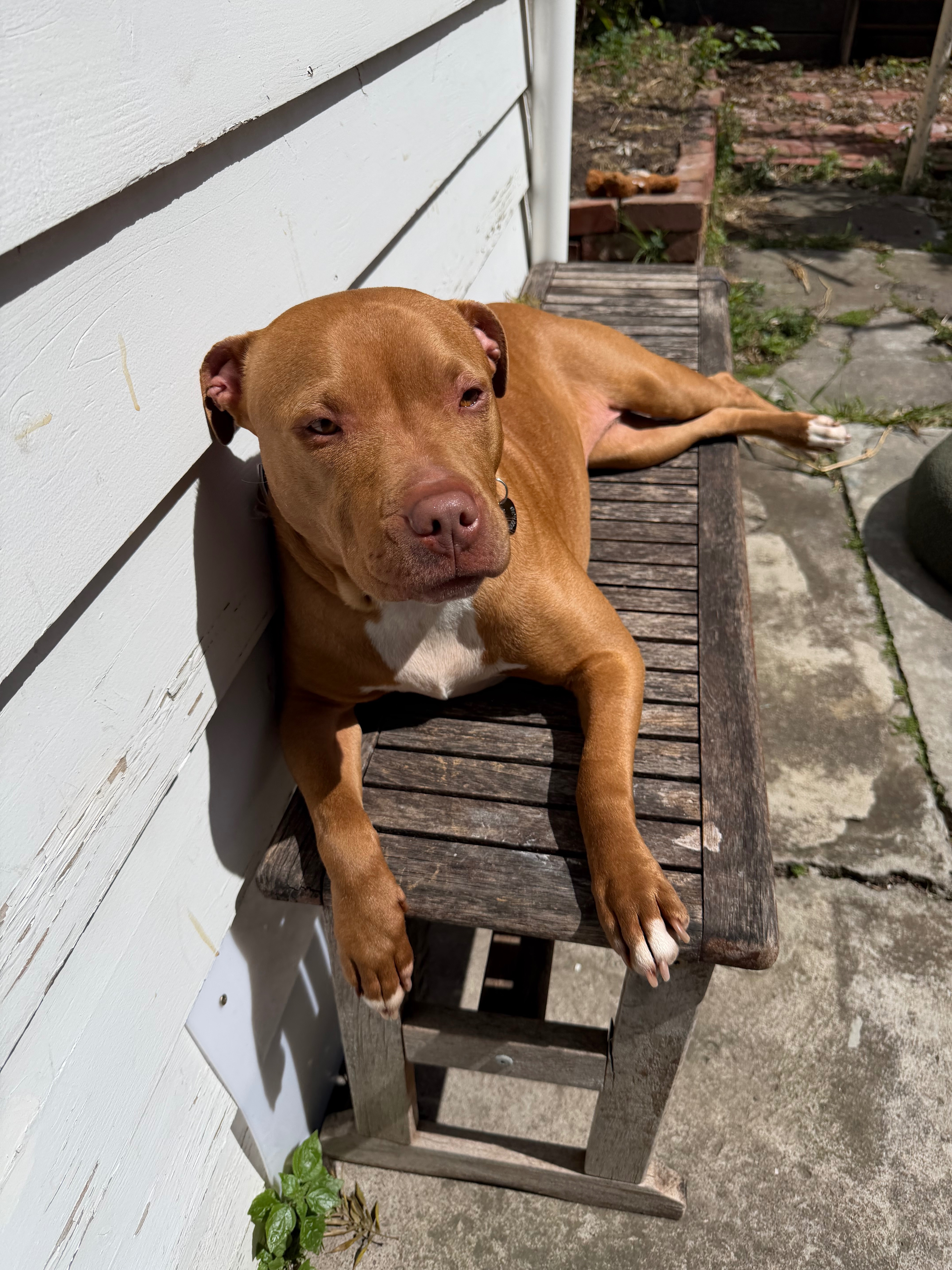Help Junie have a successful surgery! campaign photo, 5 of 7