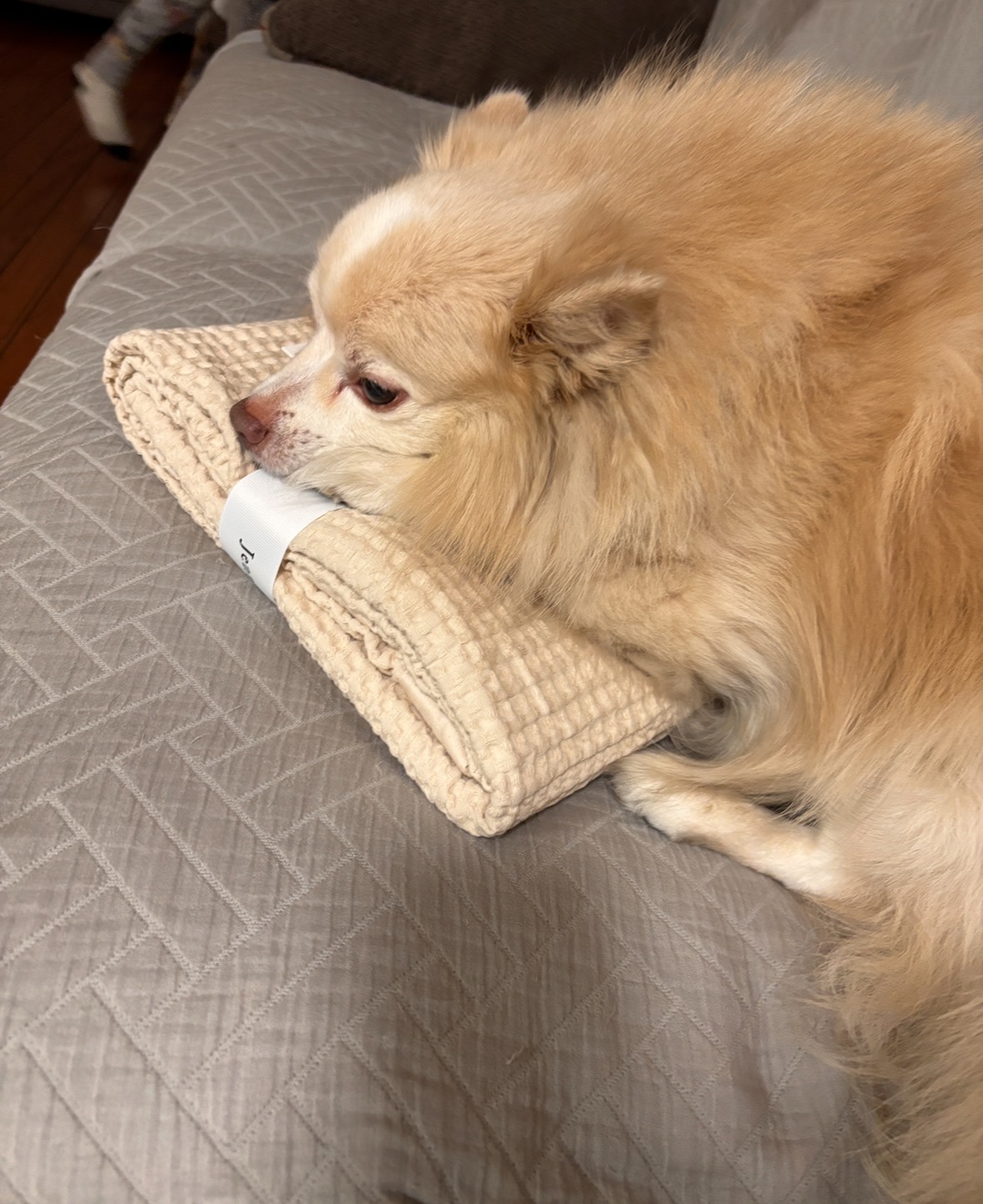 Help Prince Get Urgent Surgery campaign photo, 2 of 4