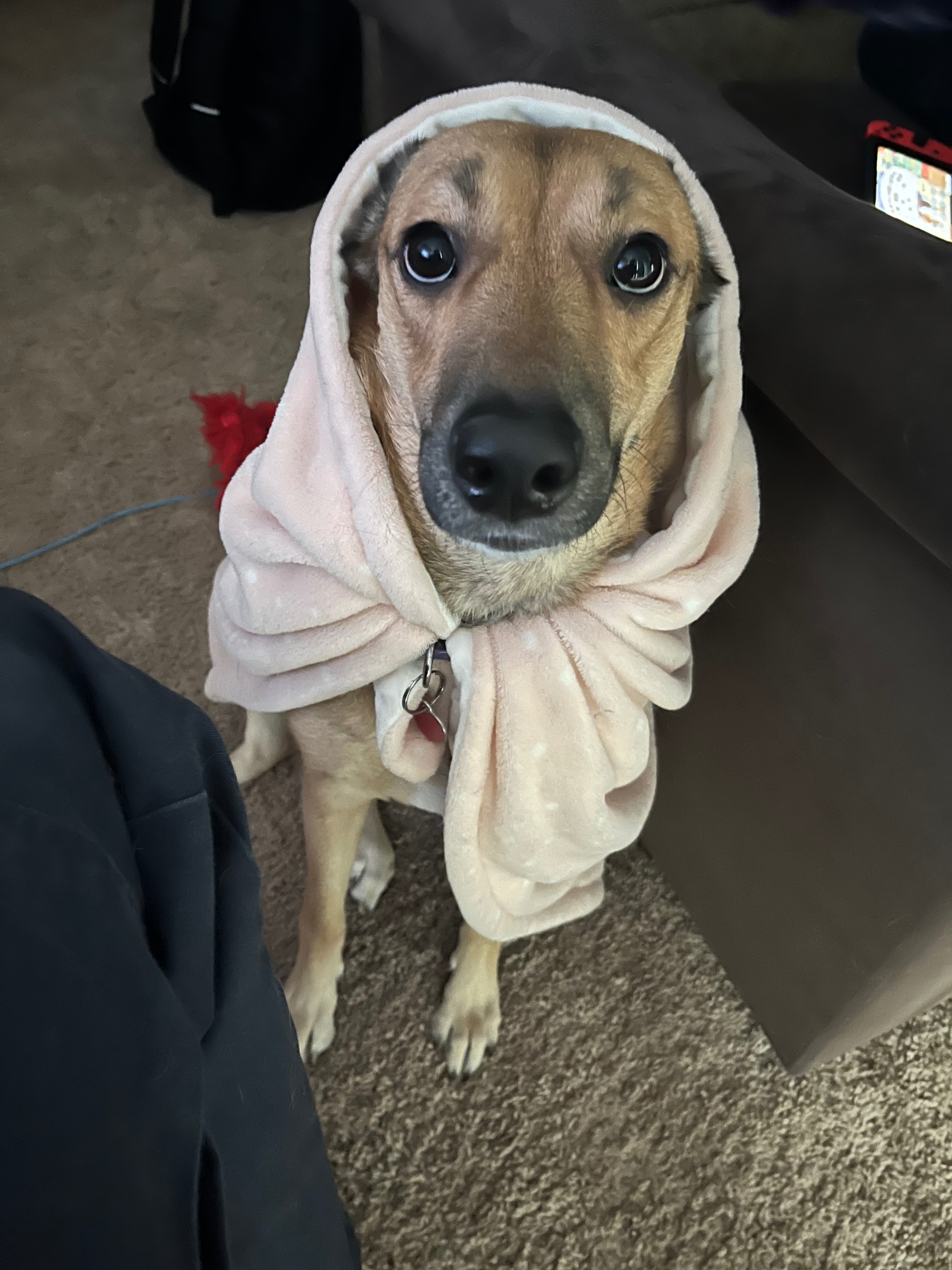 Help Save Meliah: Urgent Medical Fund campaign photo, 6 of 8