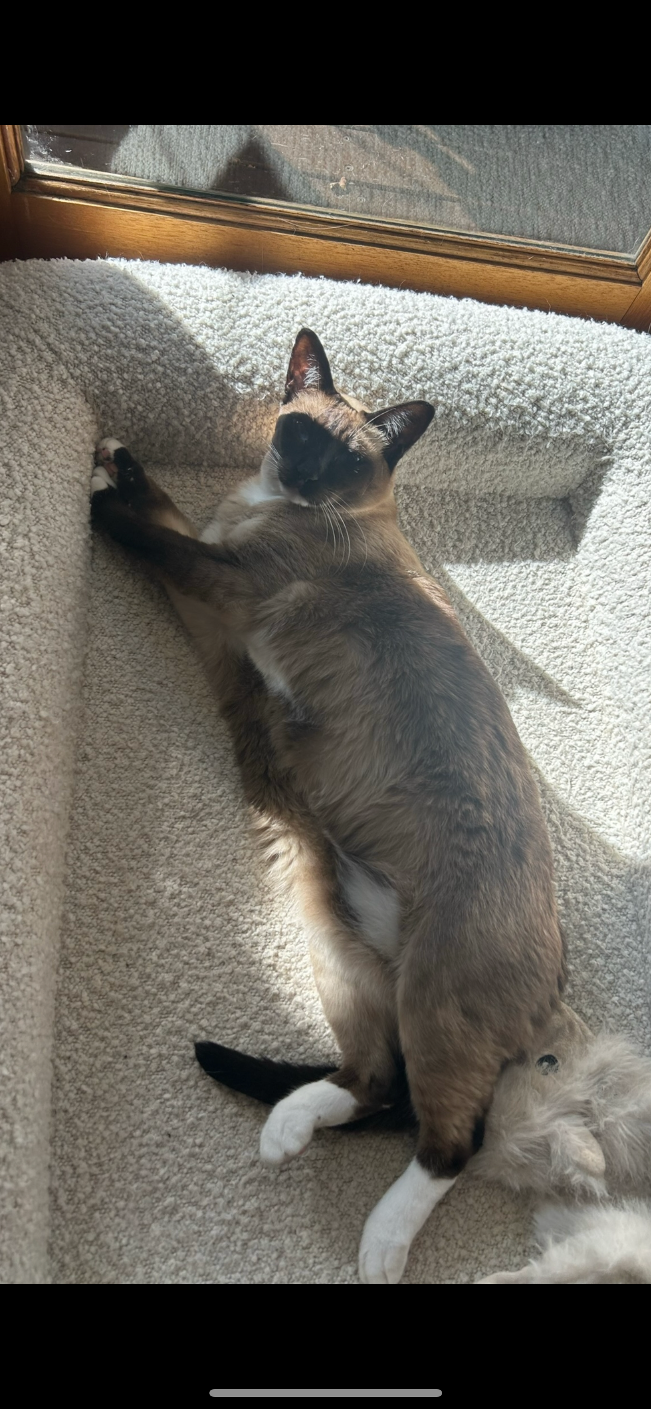 Zola’s life saving surgery campaign photo, 5 of 7