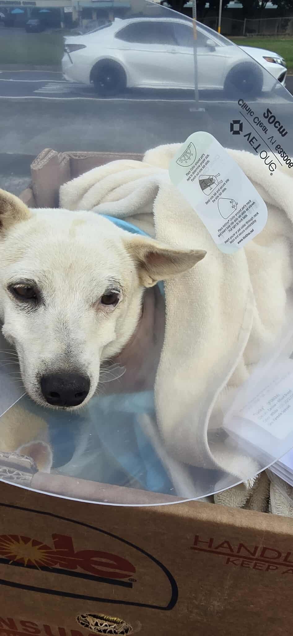 Save Lucky: Urgent Help Needed for Surgery campaign photo, 5 of 7