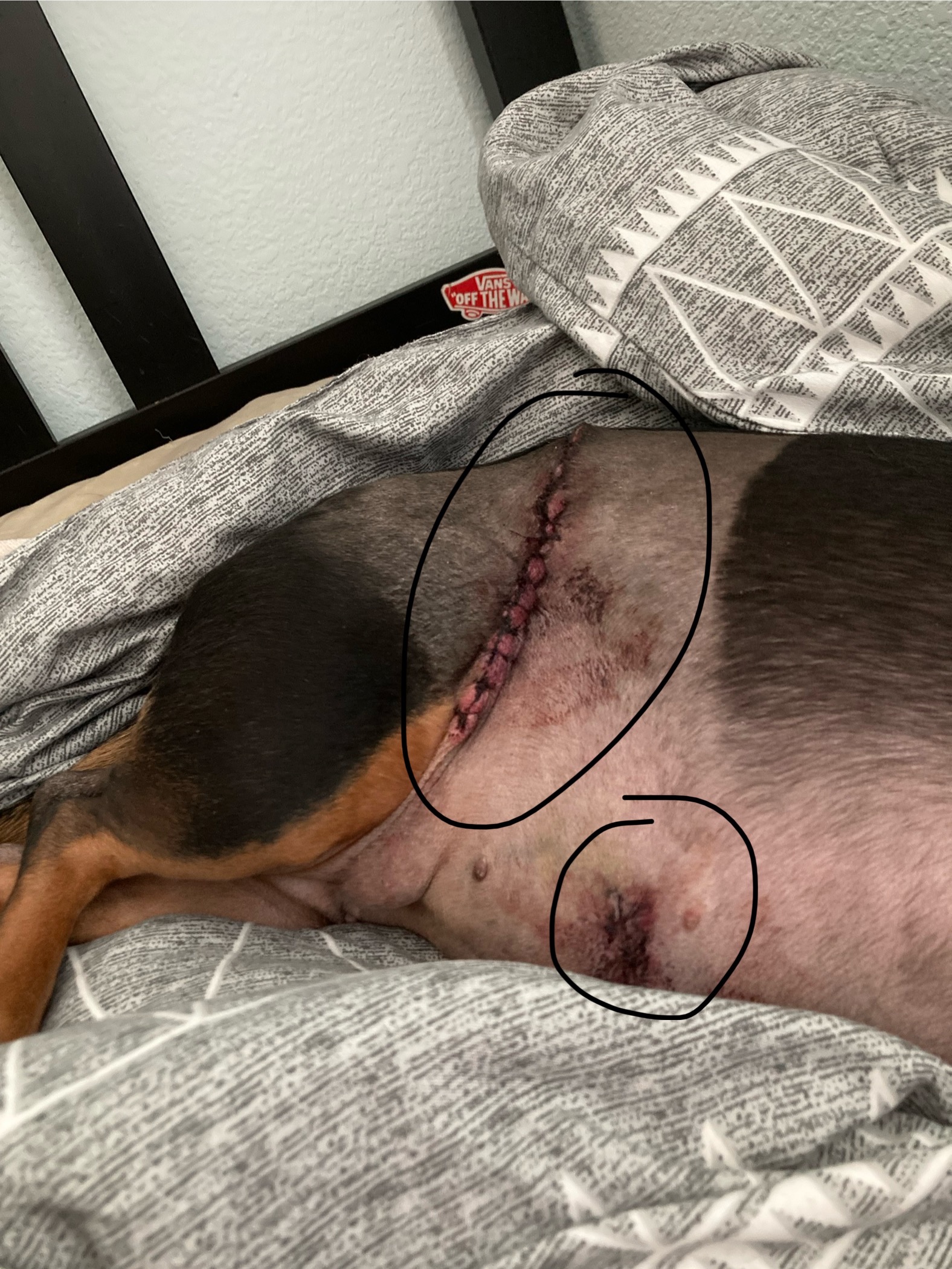 We need help with Frankie’s vet expenses please campaign photo, 7 of 8