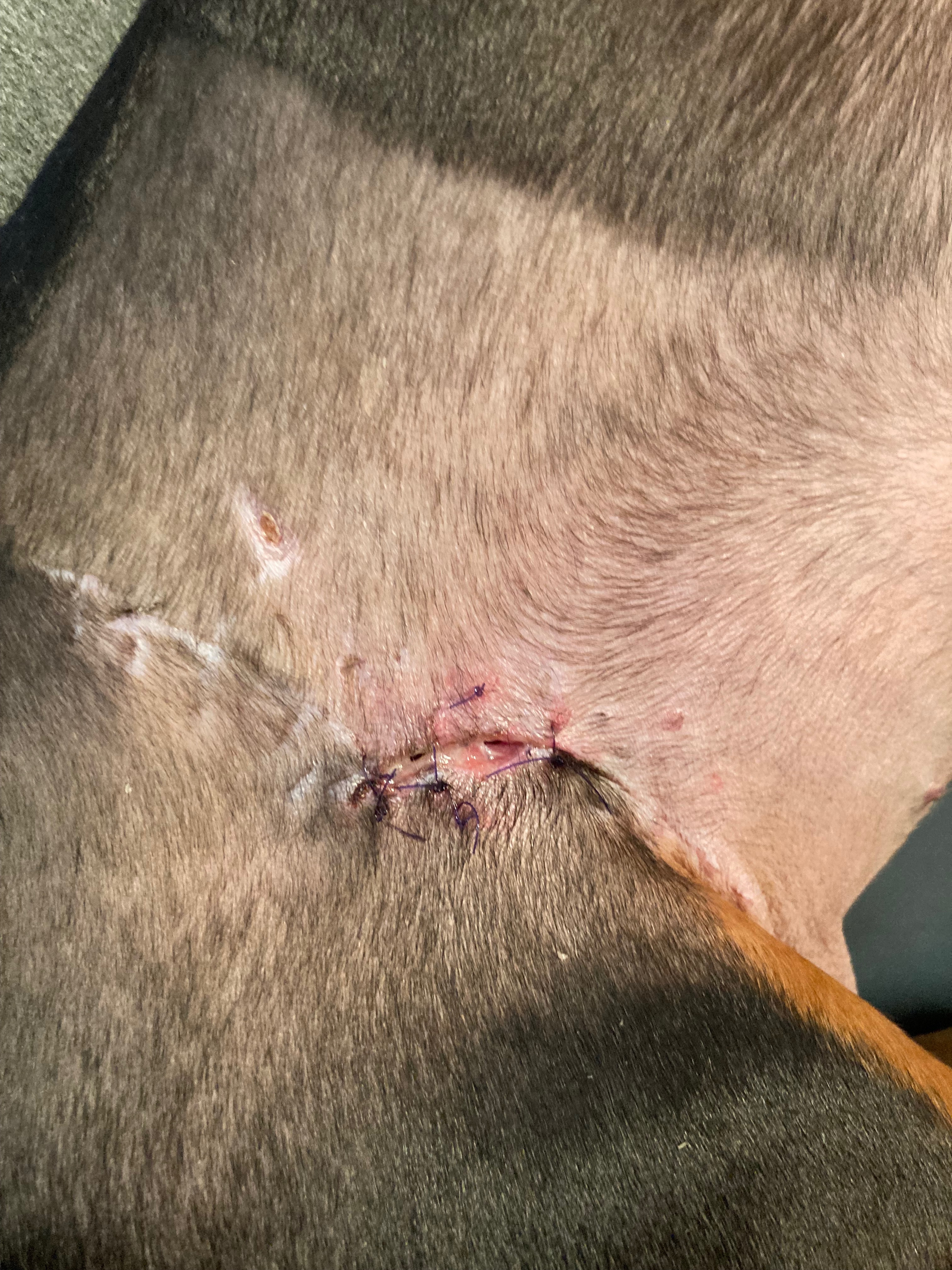We need help with Frankie’s vet expenses please campaign photo, 2 of 8
