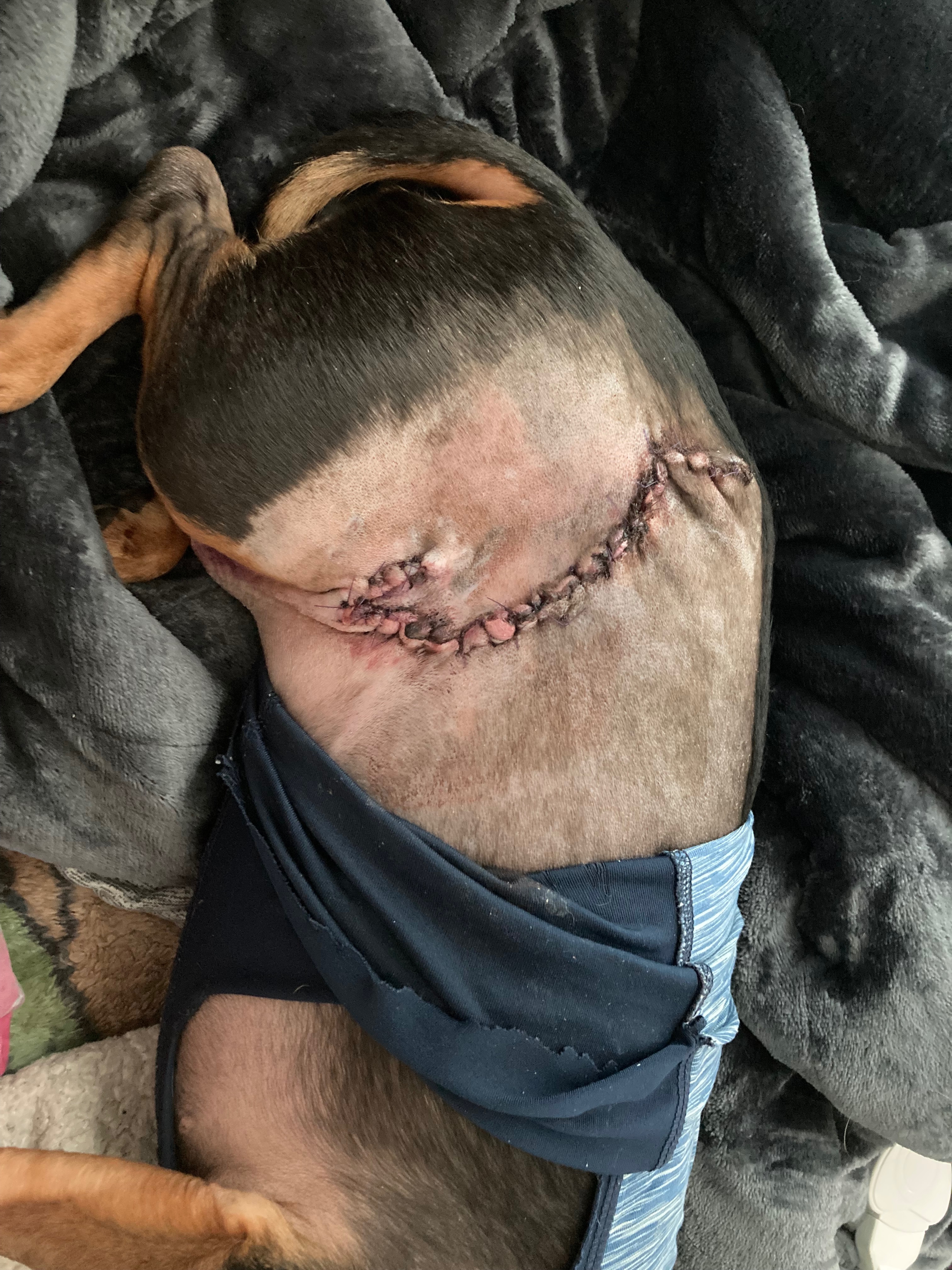 We need help with Frankie’s vet expenses please campaign photo, 5 of 8