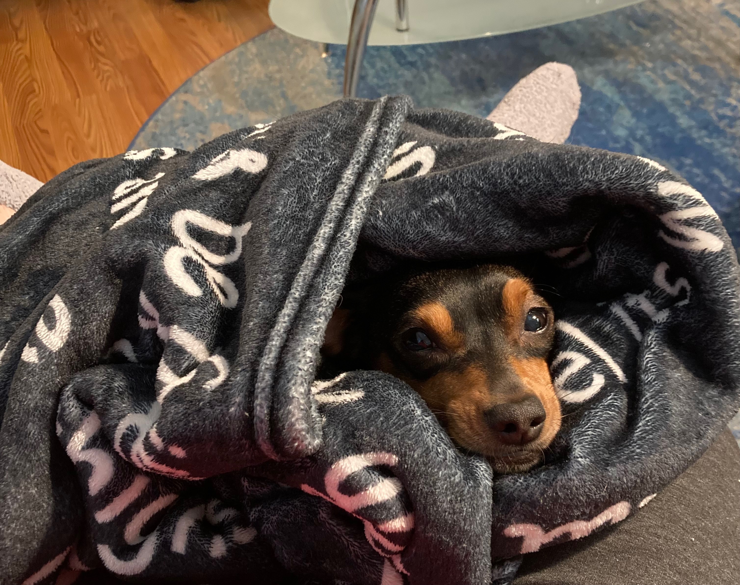 We need help with Frankie’s vet expenses please campaign photo, 6 of 8