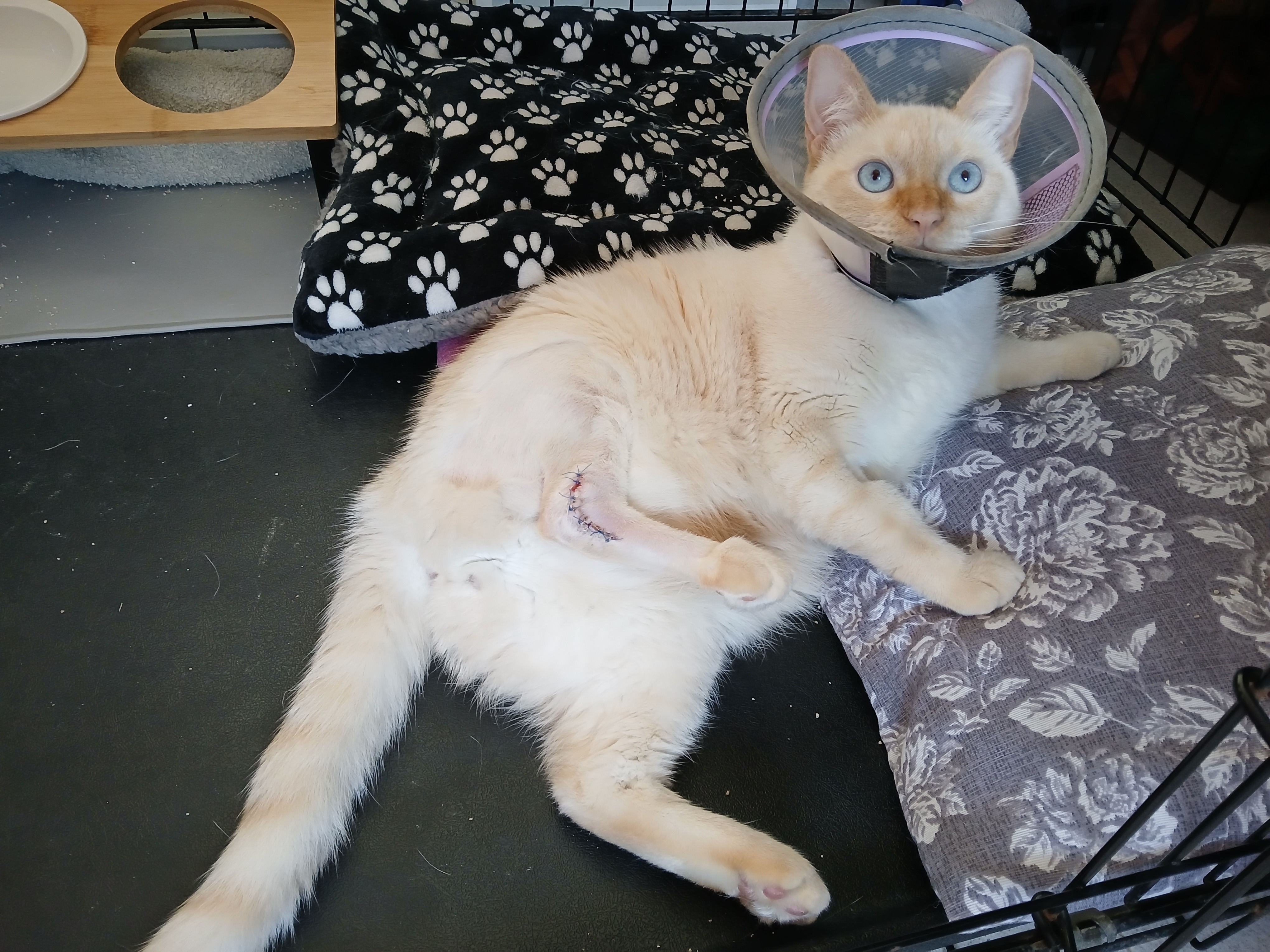 Please help me with the Veterinary bill campaign photo, 2 of 4