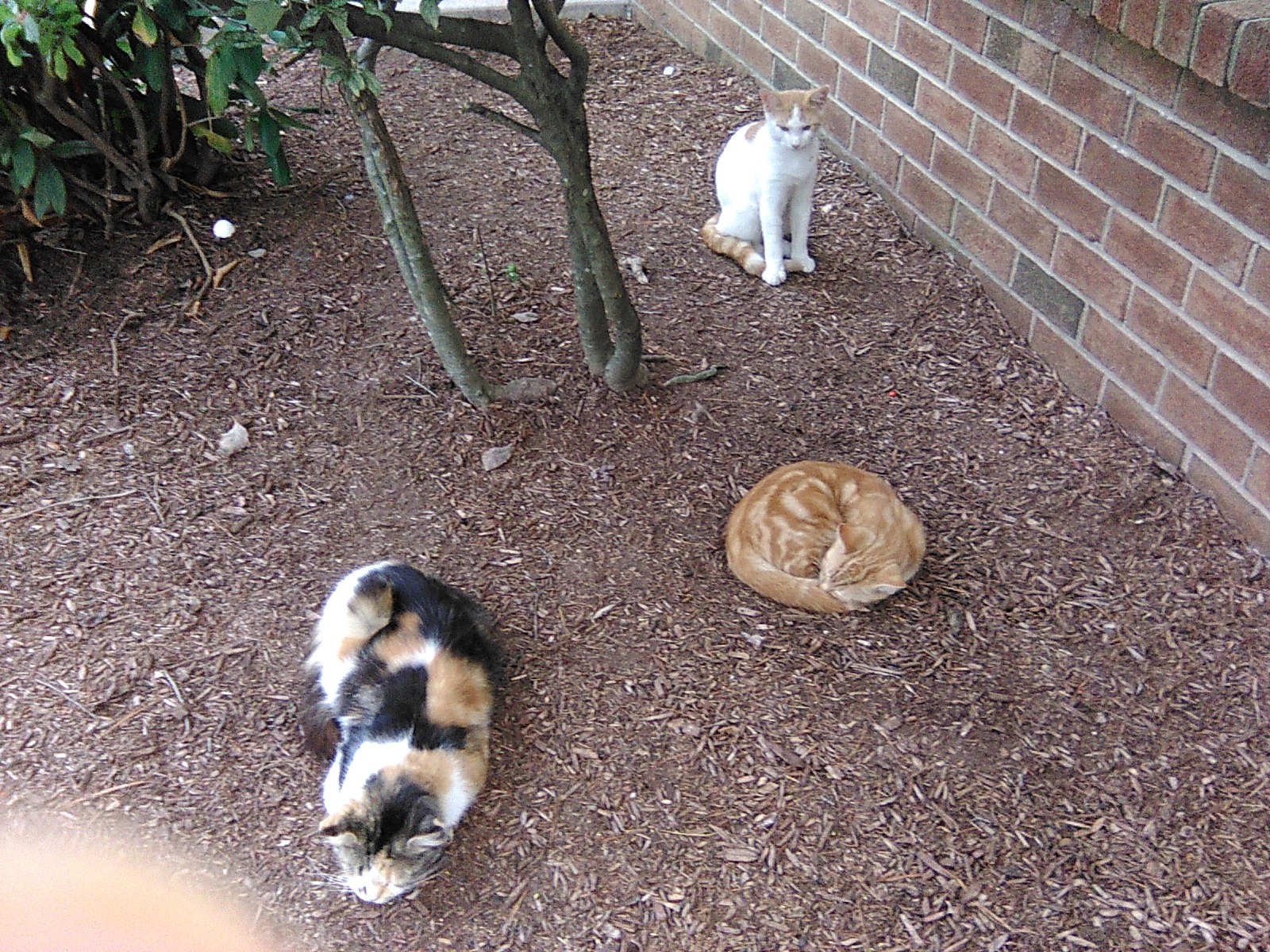 Urgent Help for Stray Cats in Need of Care campaign photo, 2 of 8