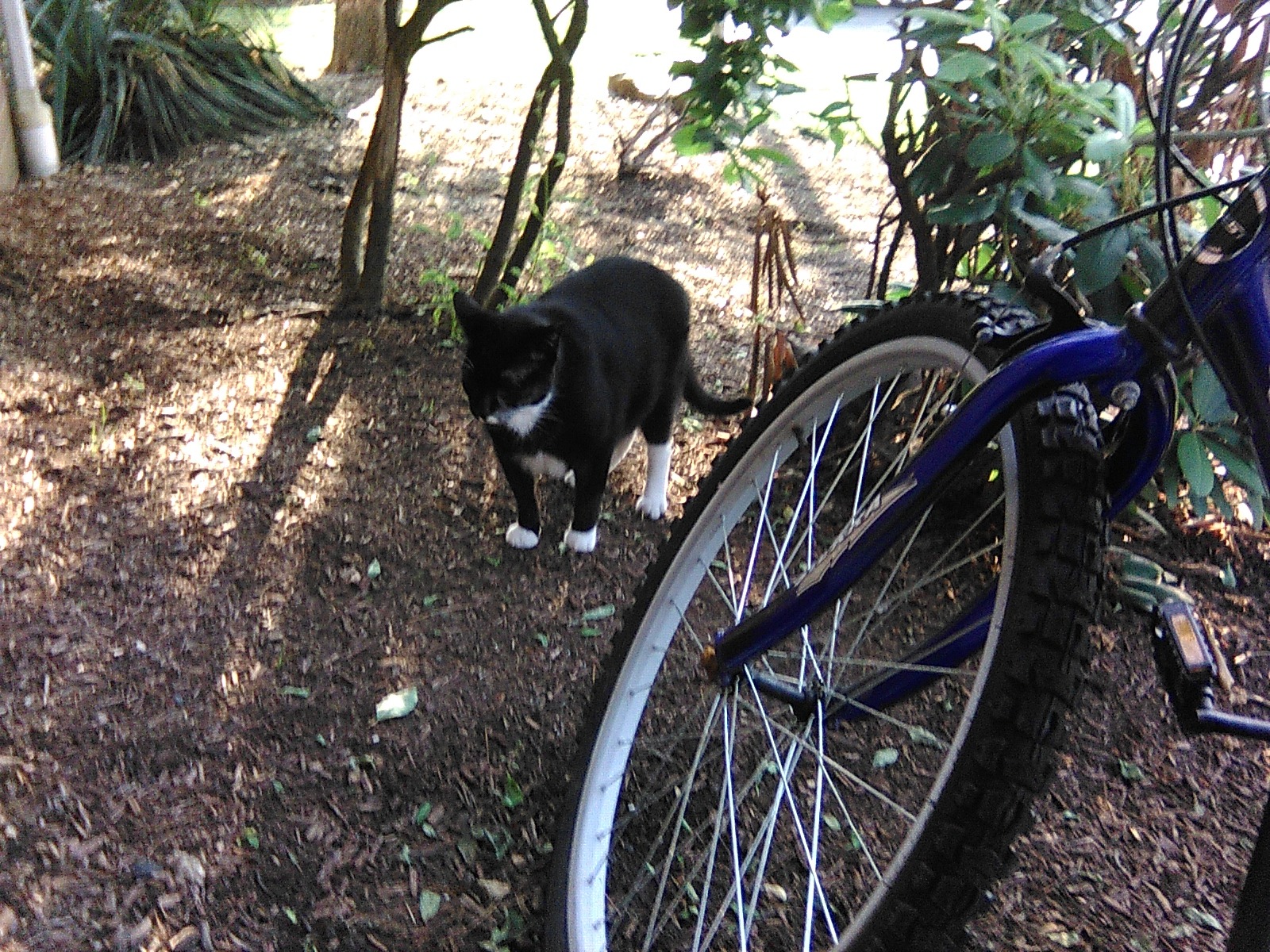 Urgent Help for Stray Cats in Need of Care campaign photo, 4 of 8