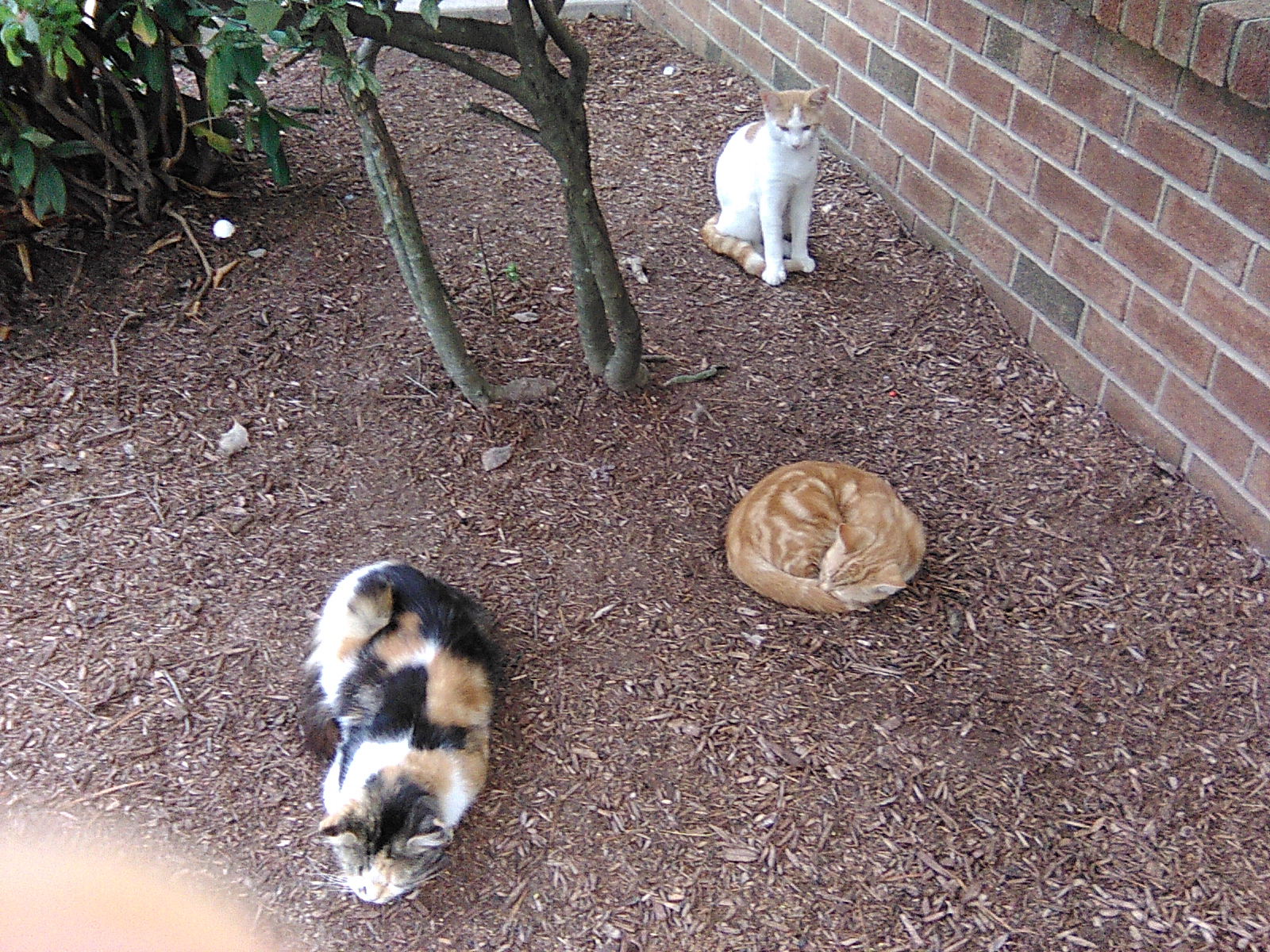 Urgent Help for Stray Cats in Need of Care campaign photo, 5 of 8