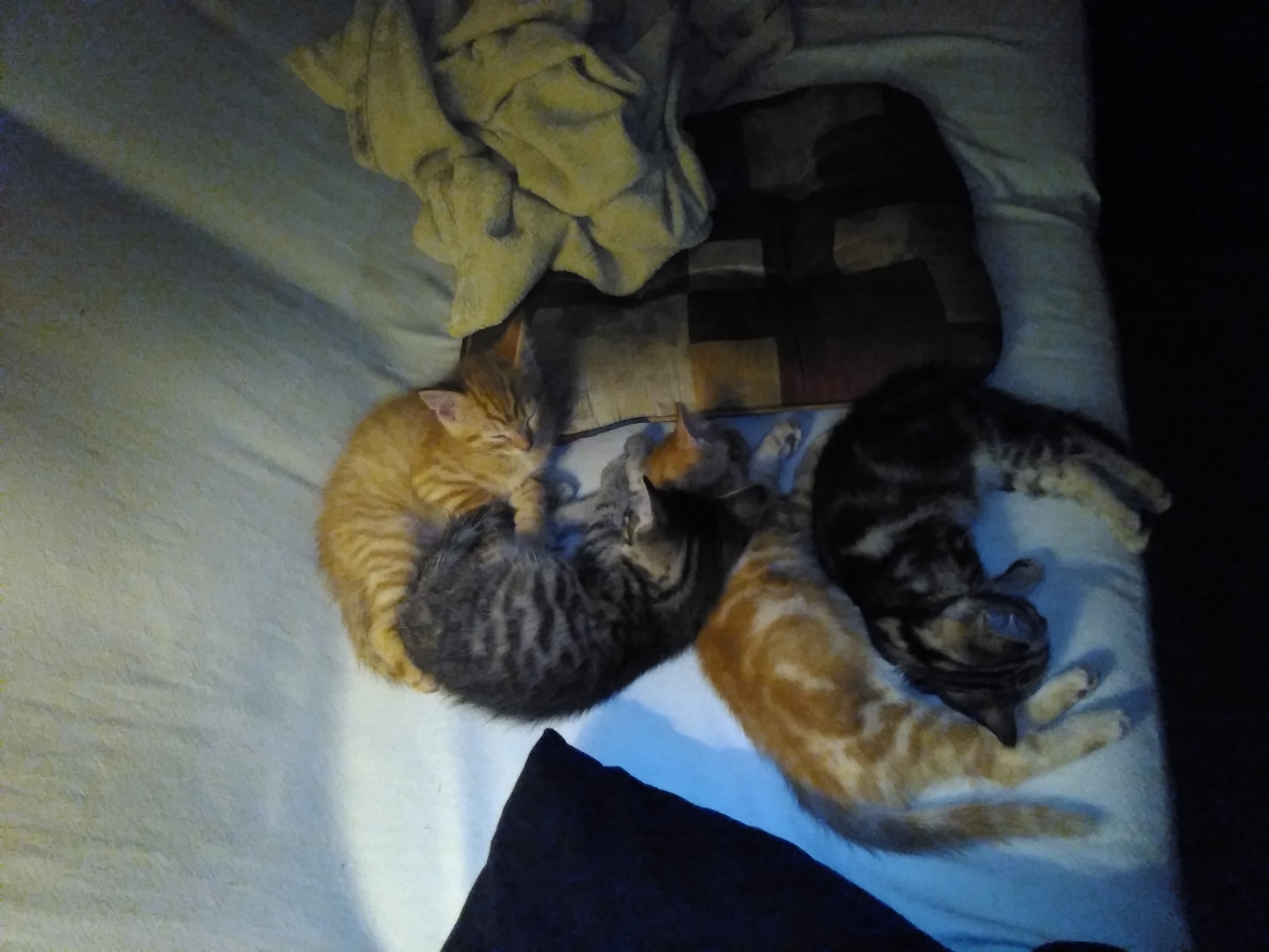 Urgent Help for Stray Cats in Need of Care campaign photo, 6 of 8