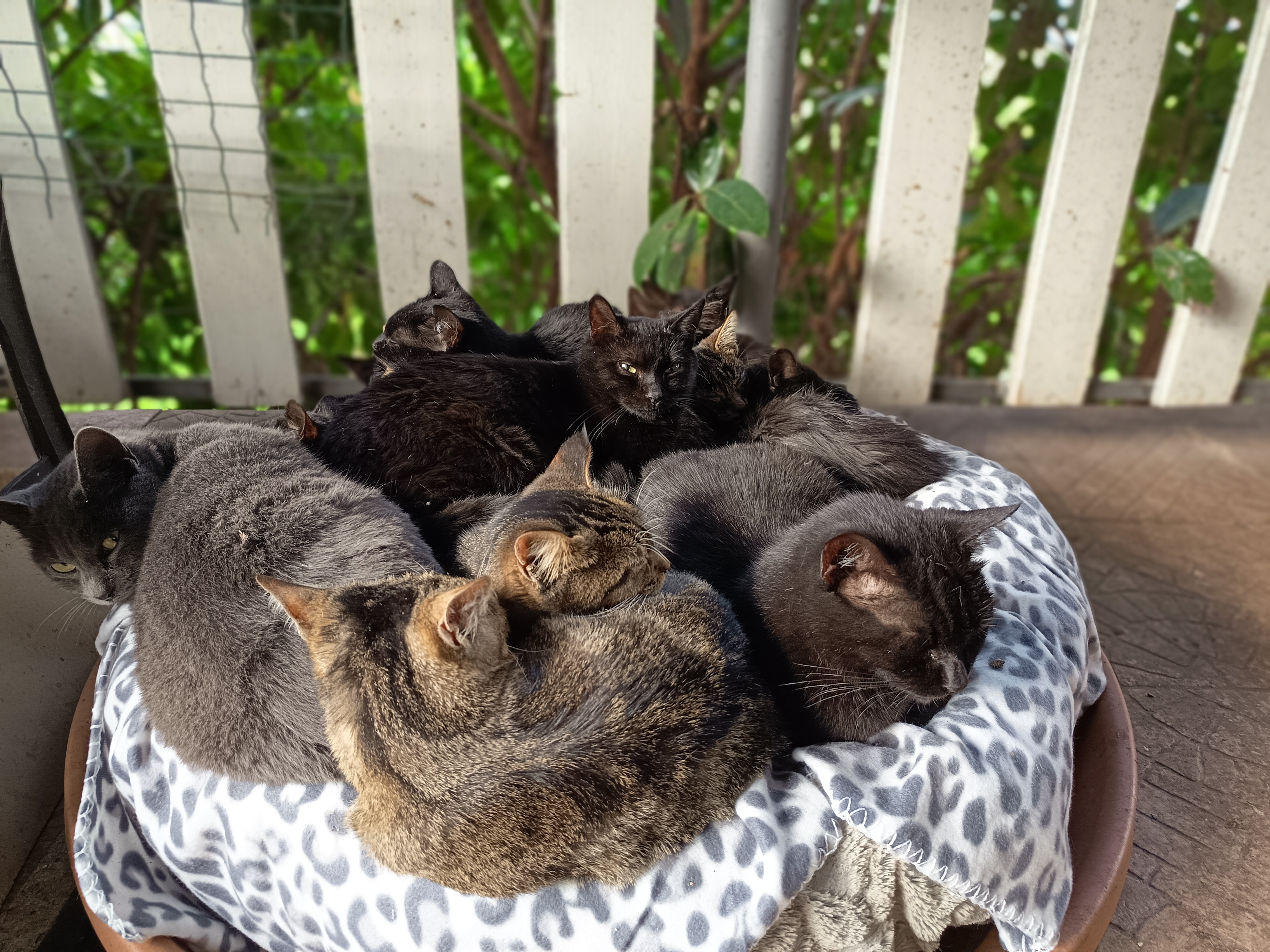 Tanti gattini da salvare in una terra come la Sicilia campaign photo, 2 of 4