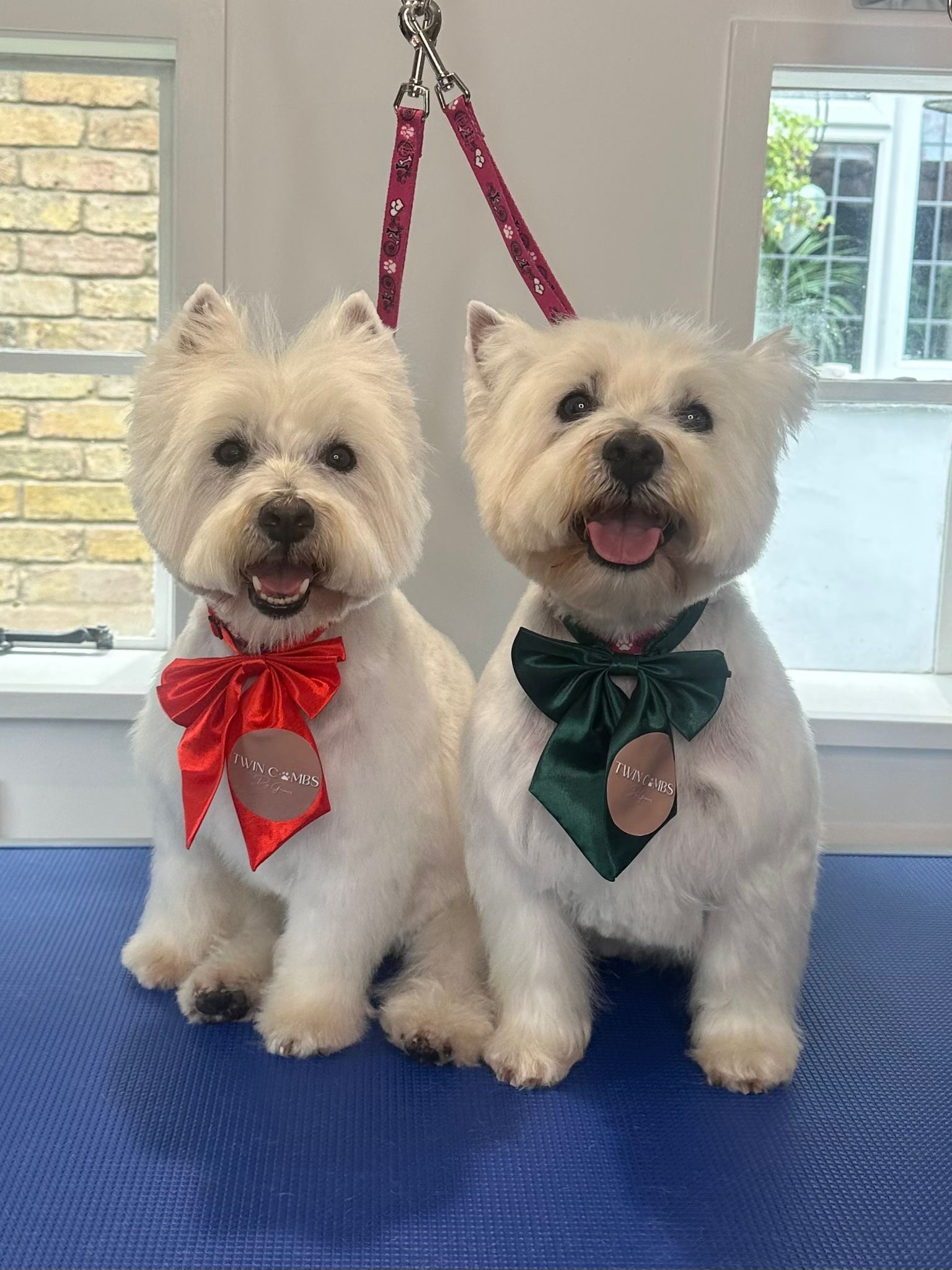 Christmas Donations for Dogs Trust & RSPCA campaign photo, 2 of 8
