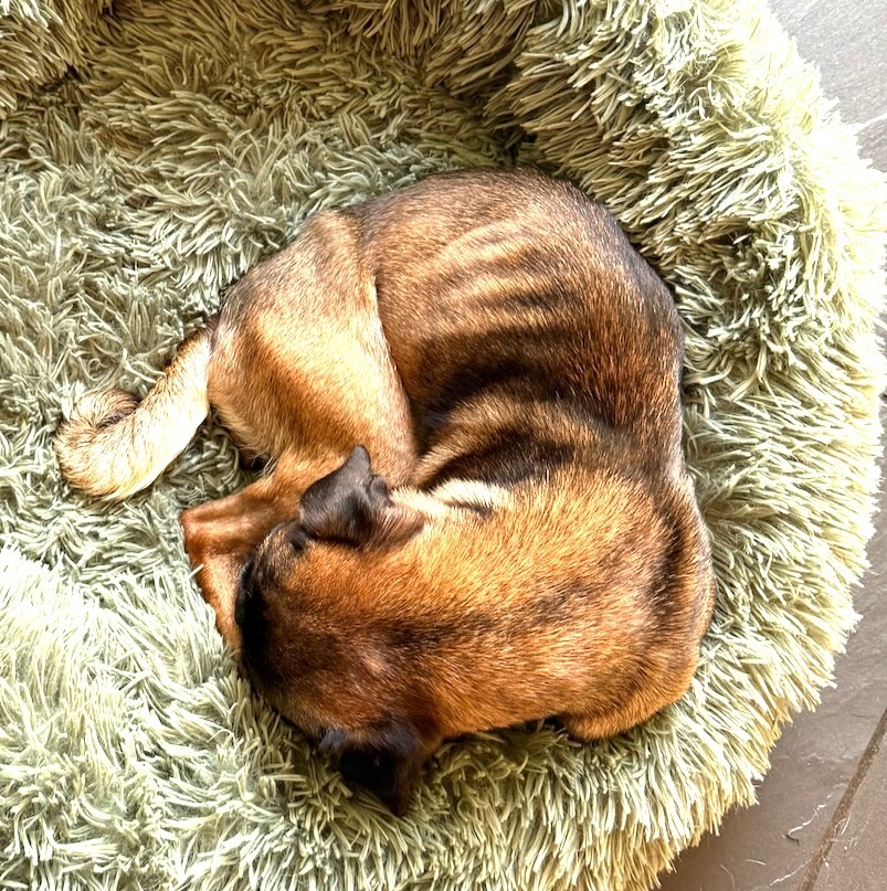 Can you help our pug Pru get her sight back campaign photo, 5 of 6