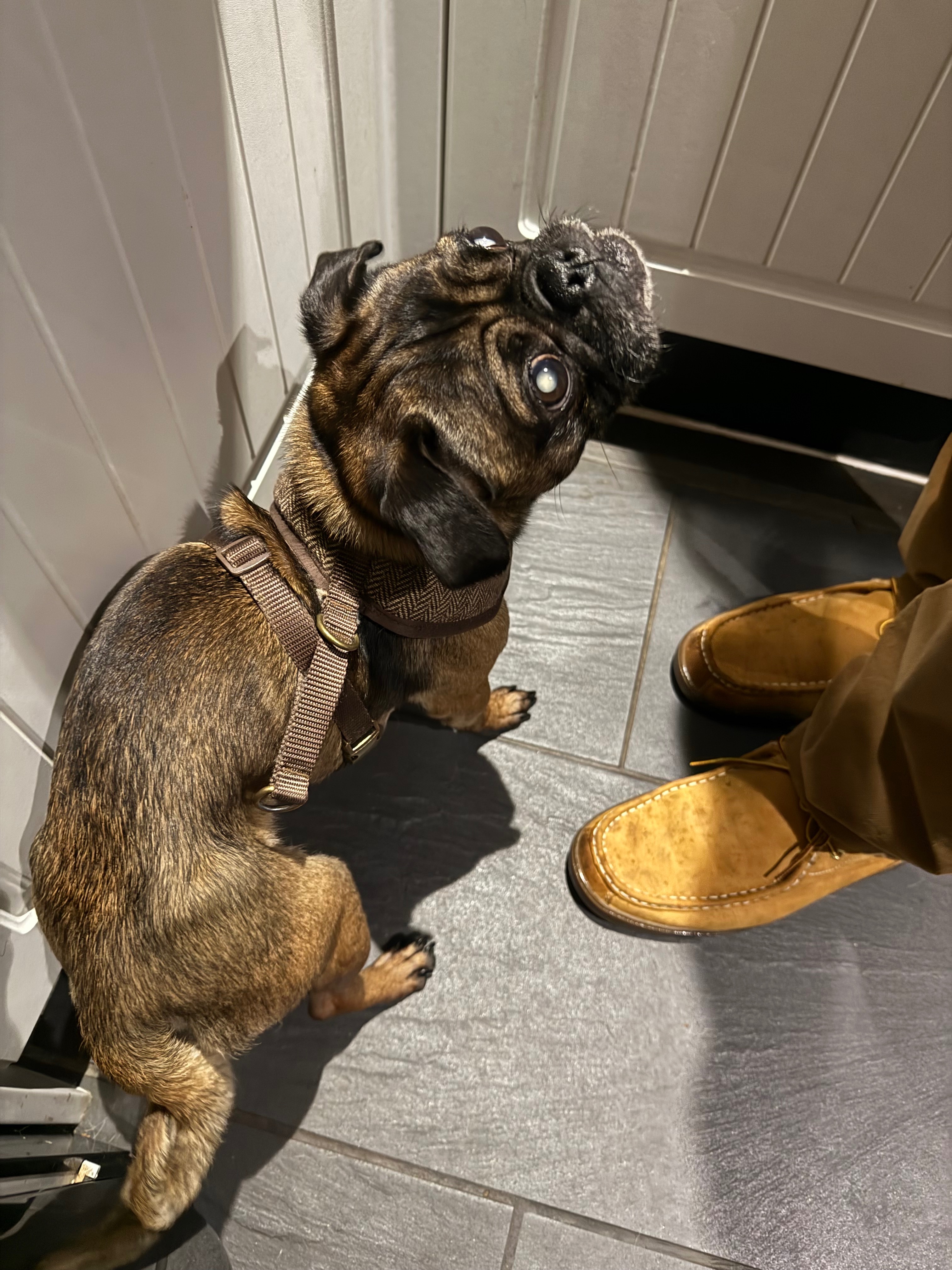 Can you help our pug Pru get her sight back campaign photo, 2 of 6