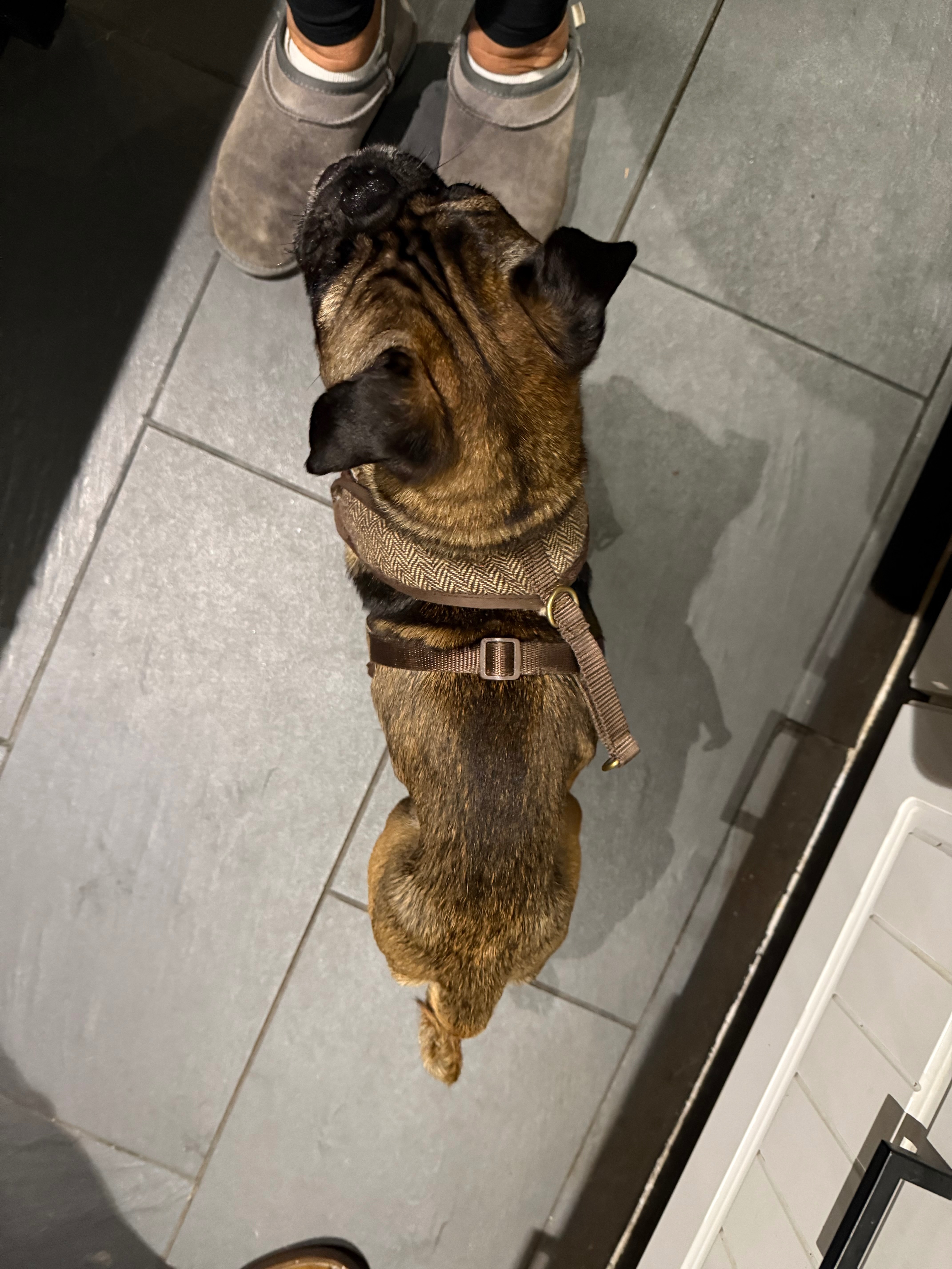 Can you help our pug Pru get her sight back campaign photo, 4 of 6