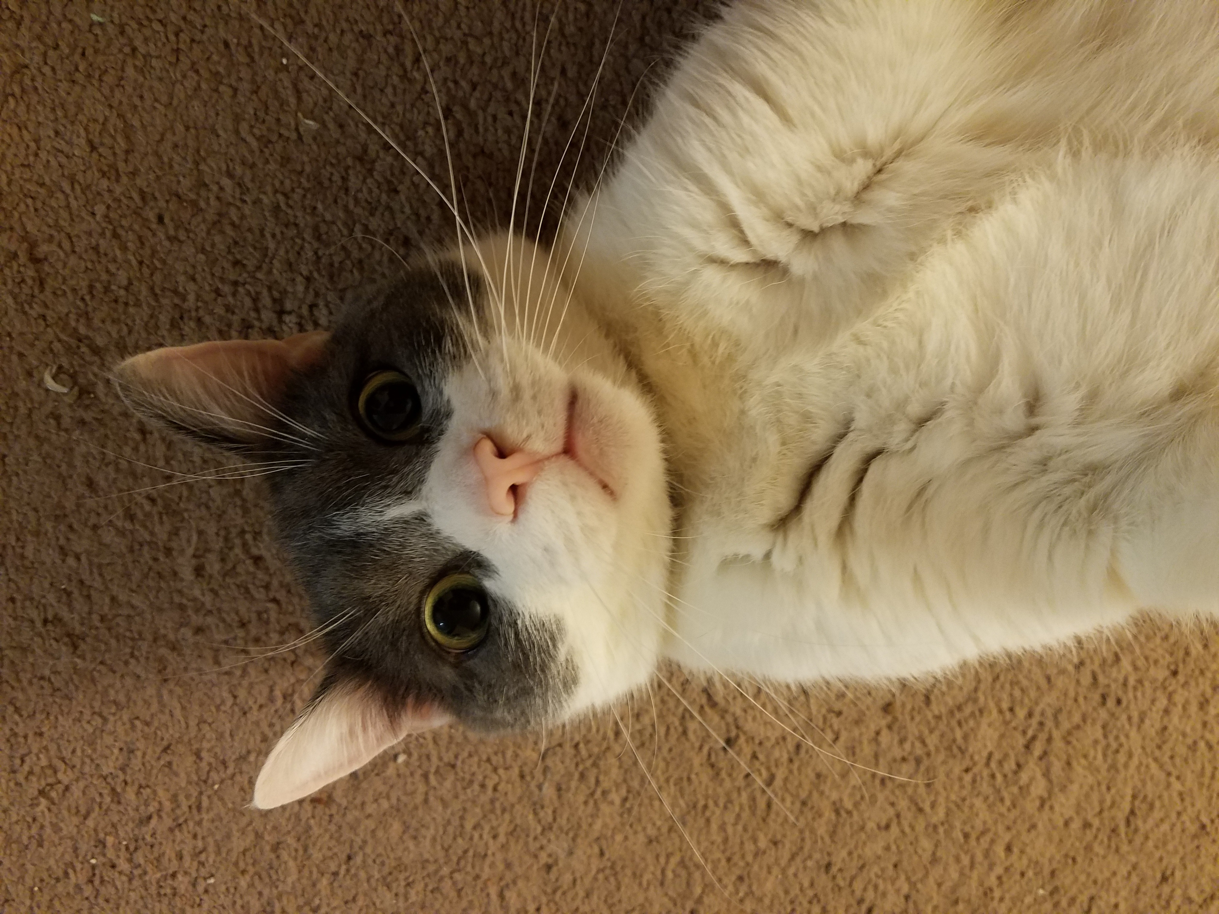 User-uploaded image 1