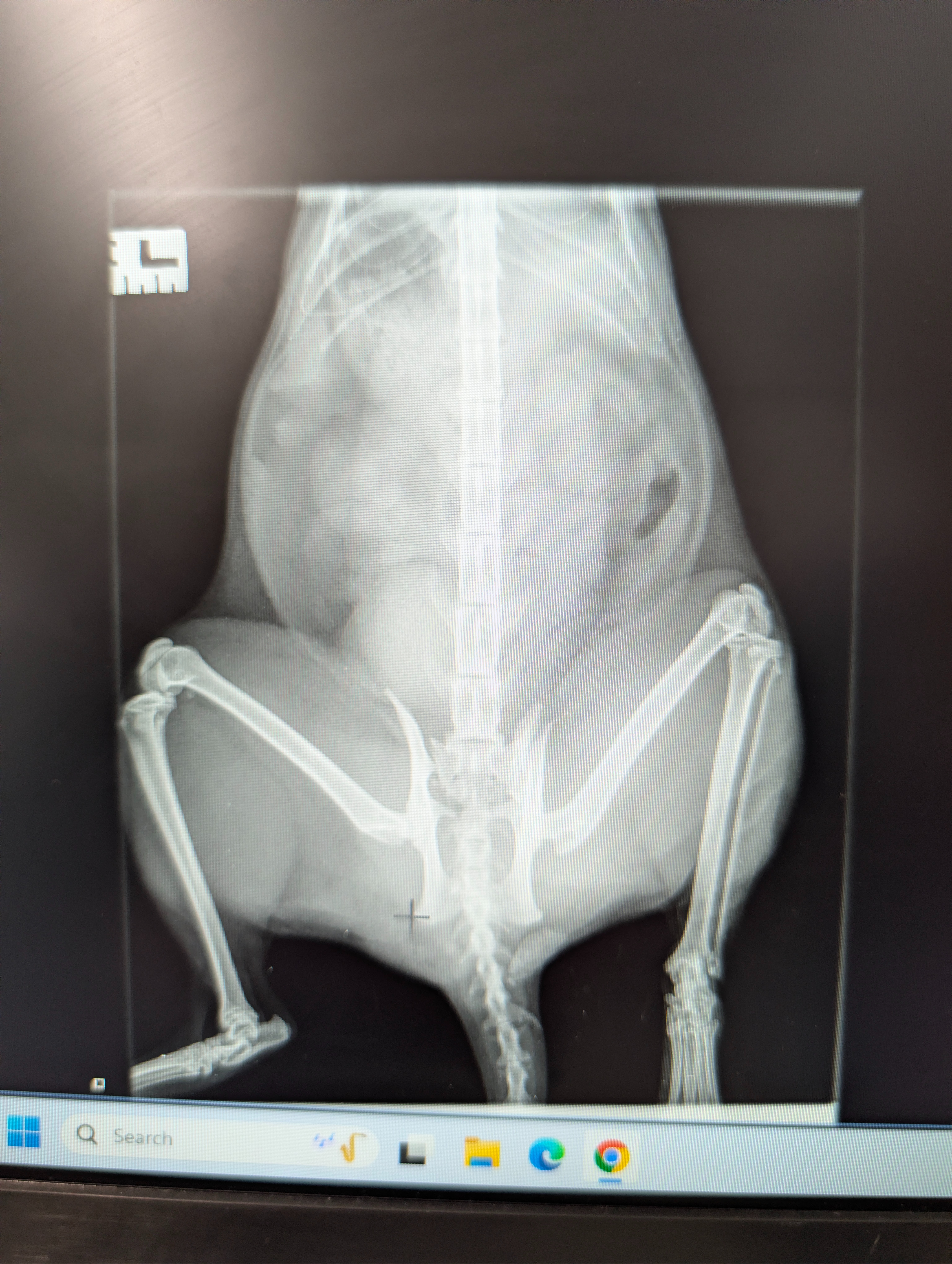 Leo's orthopaedic surgery campaign photo, 5 of 8