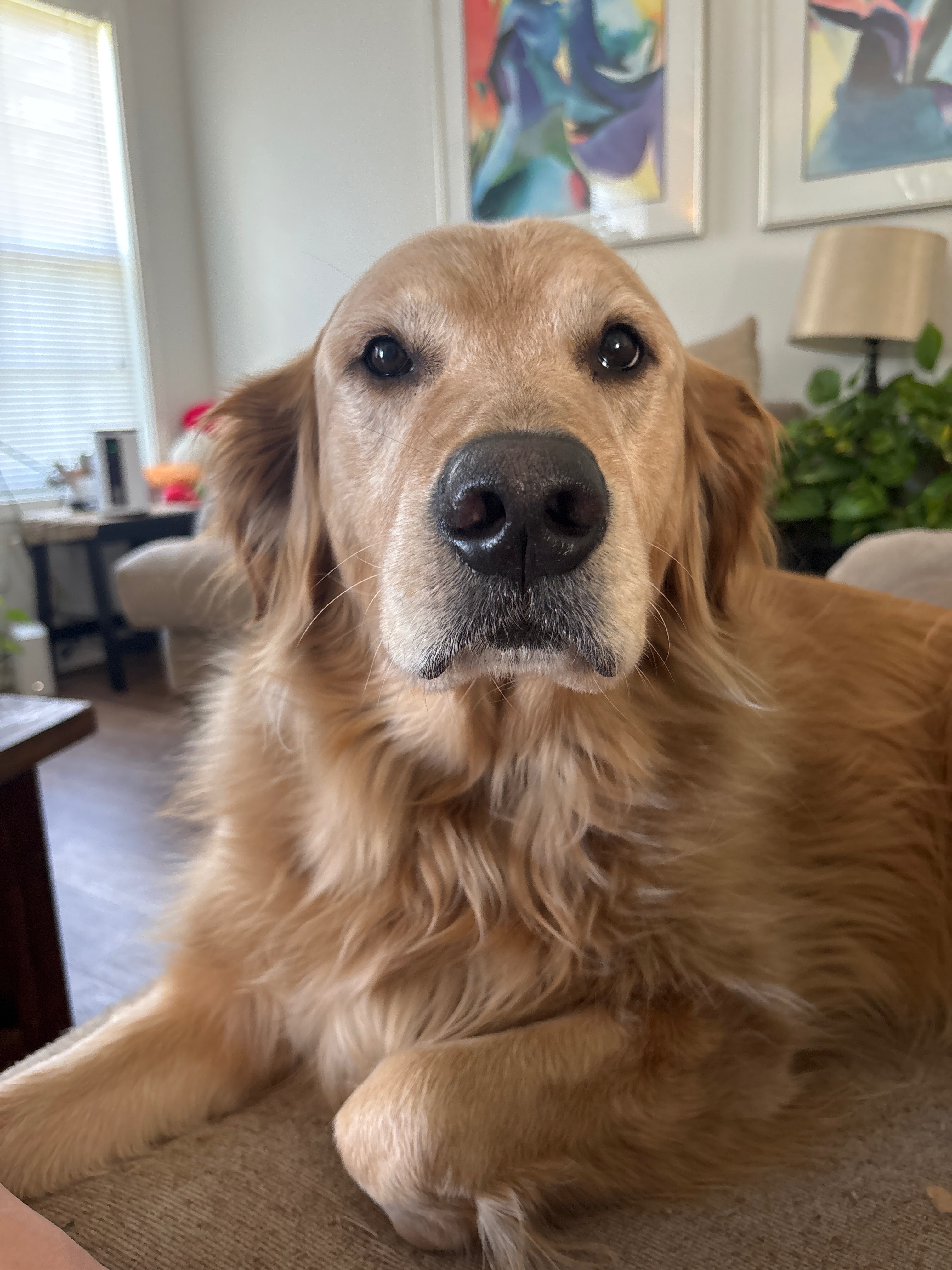 Support Hendrix's Tumor Removal Surgery campaign photo, 4 of 5