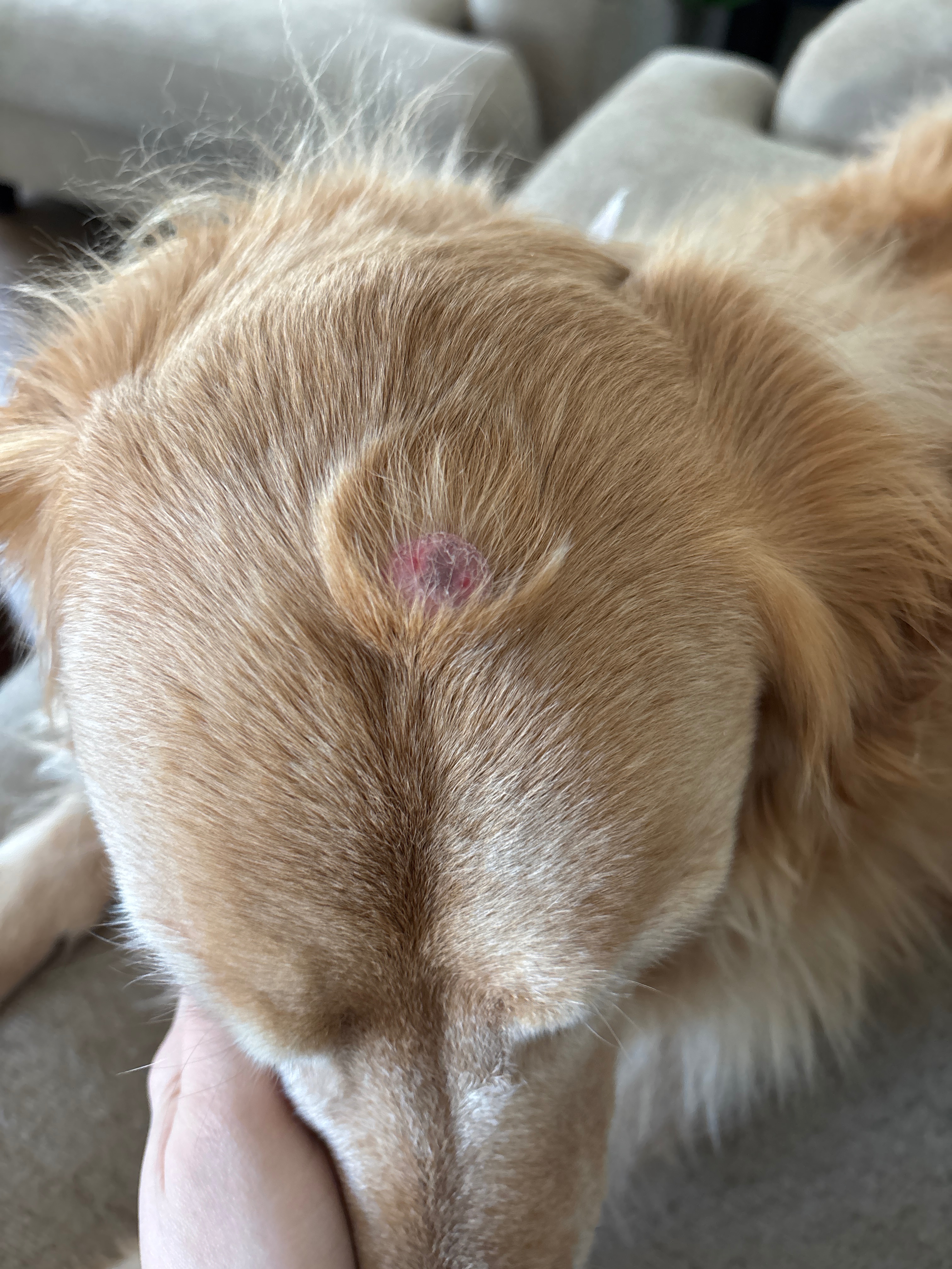 Support Hendrix's Tumor Removal Surgery campaign photo, 2 of 5