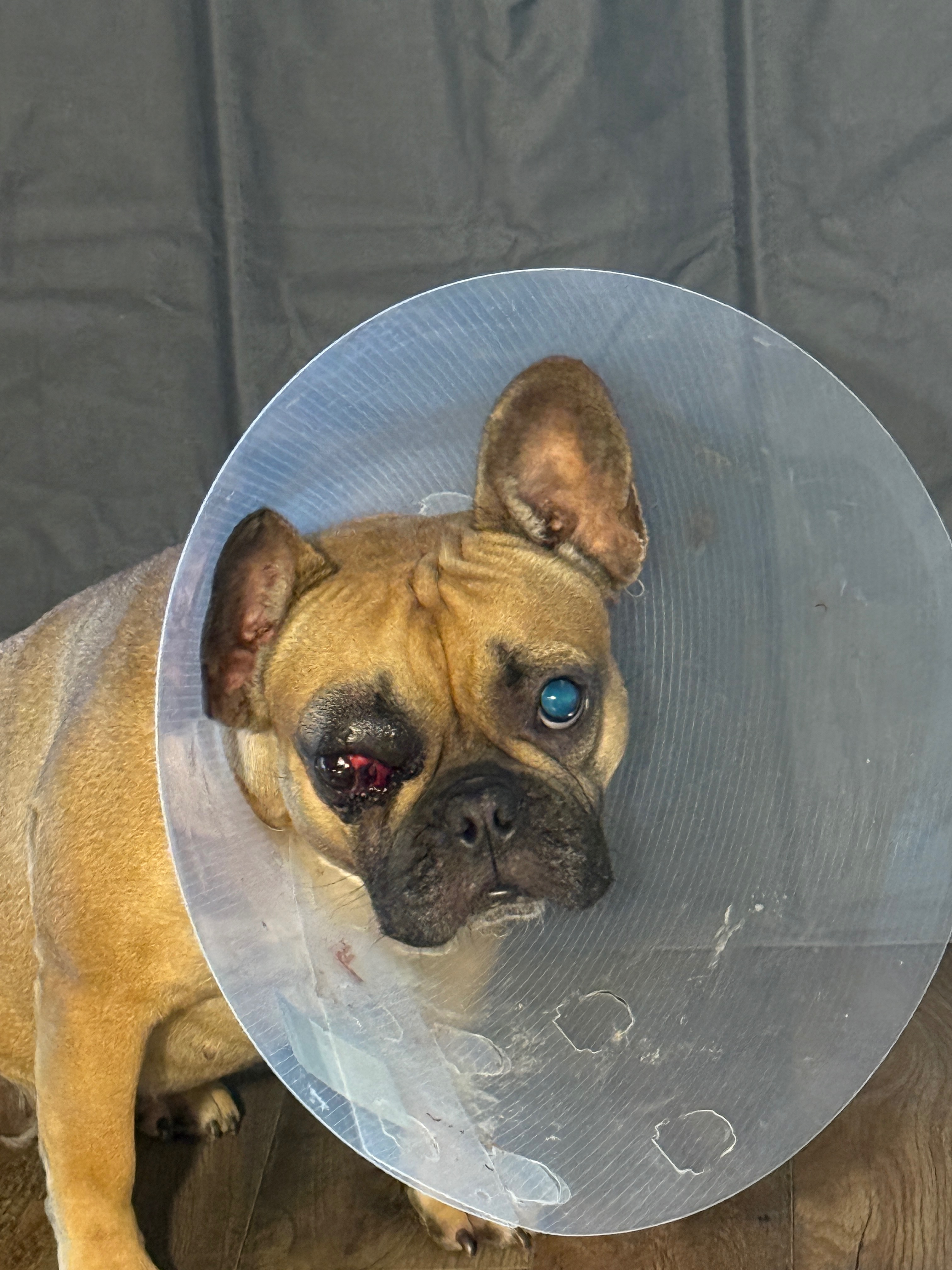 Help Gia Get Urgent Medical Care campaign photo, 4 of 8