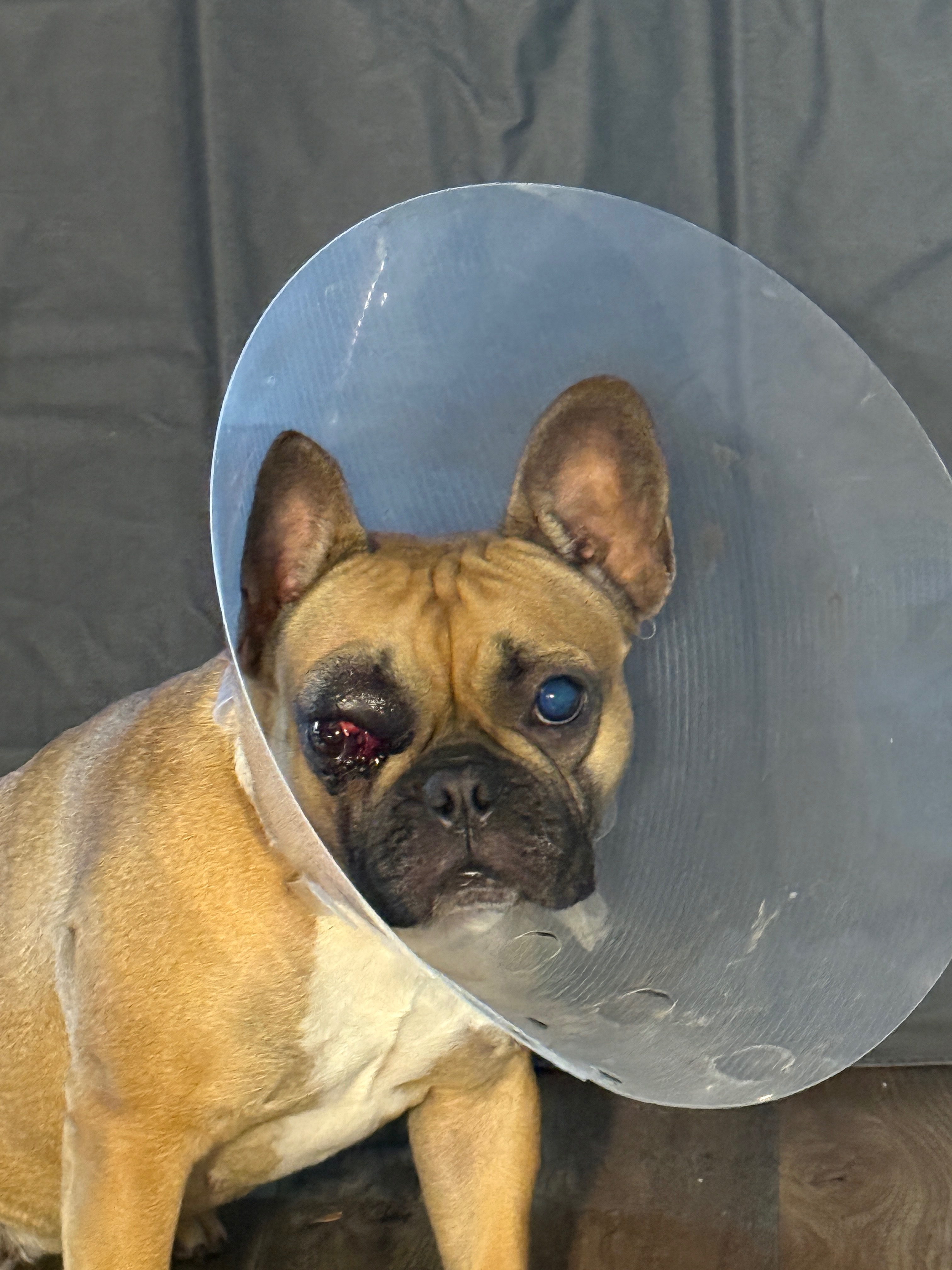 Help Gia Get Urgent Medical Care campaign photo, 7 of 8