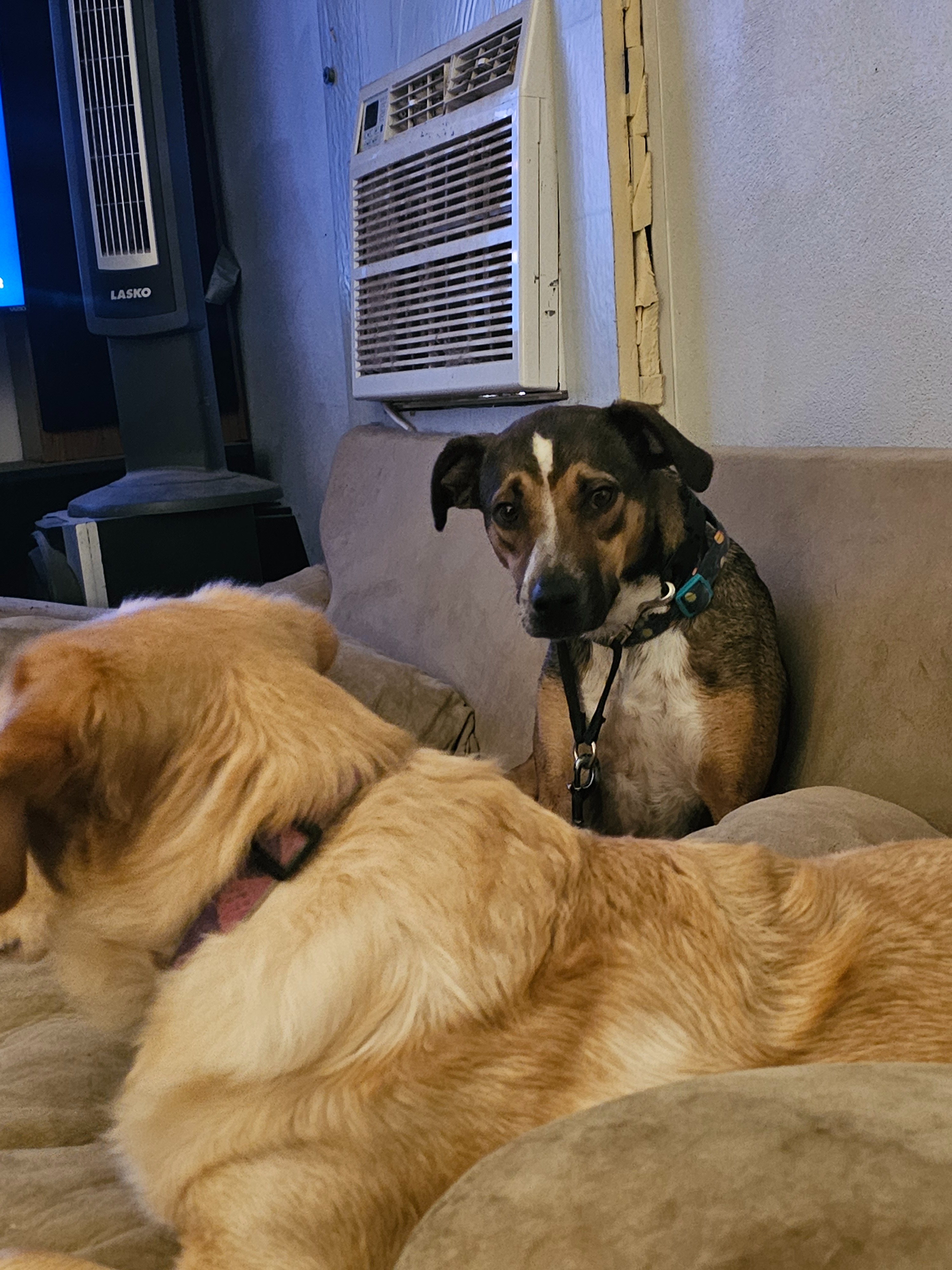 Help Save Dogs: Support a New Vehicle campaign photo, 7 of 8