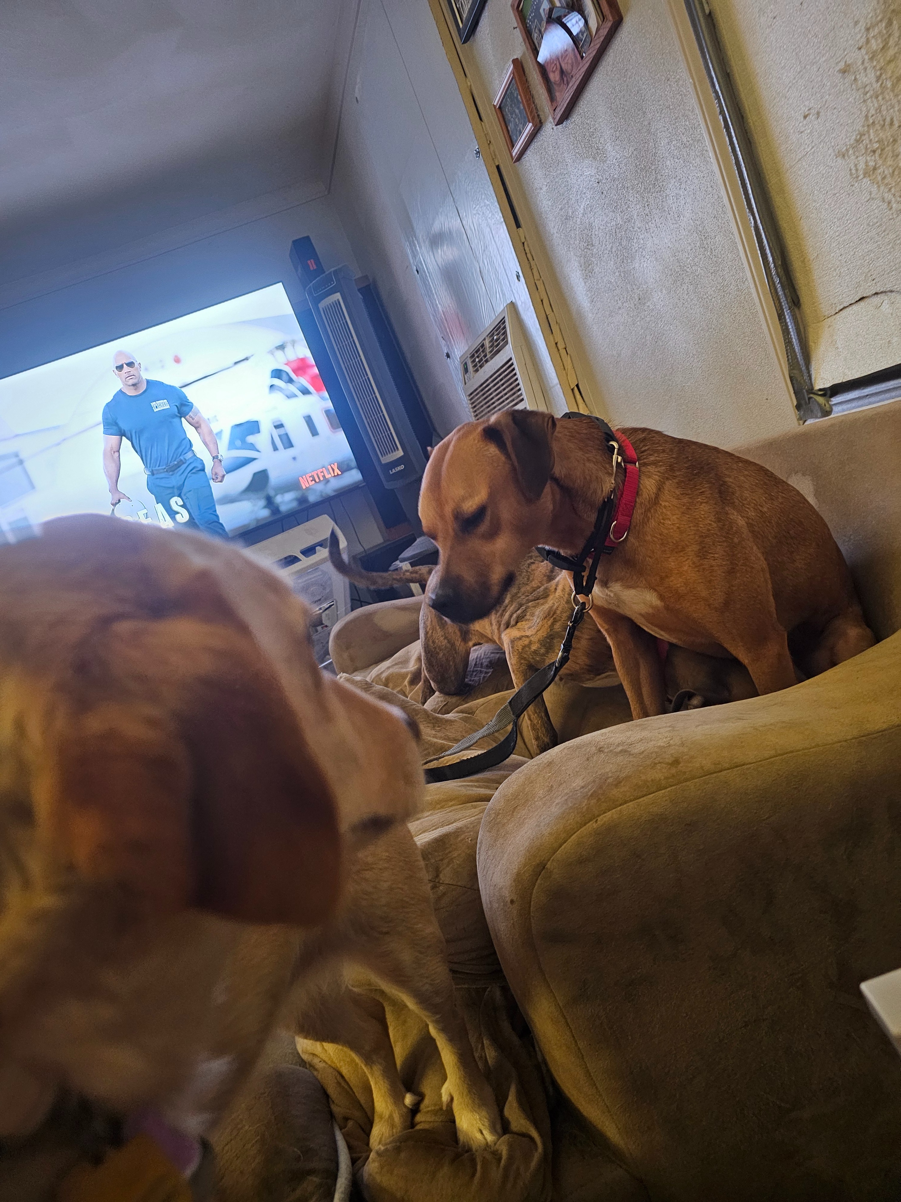 Help Save Dogs: Support a New Vehicle campaign photo, 5 of 8
