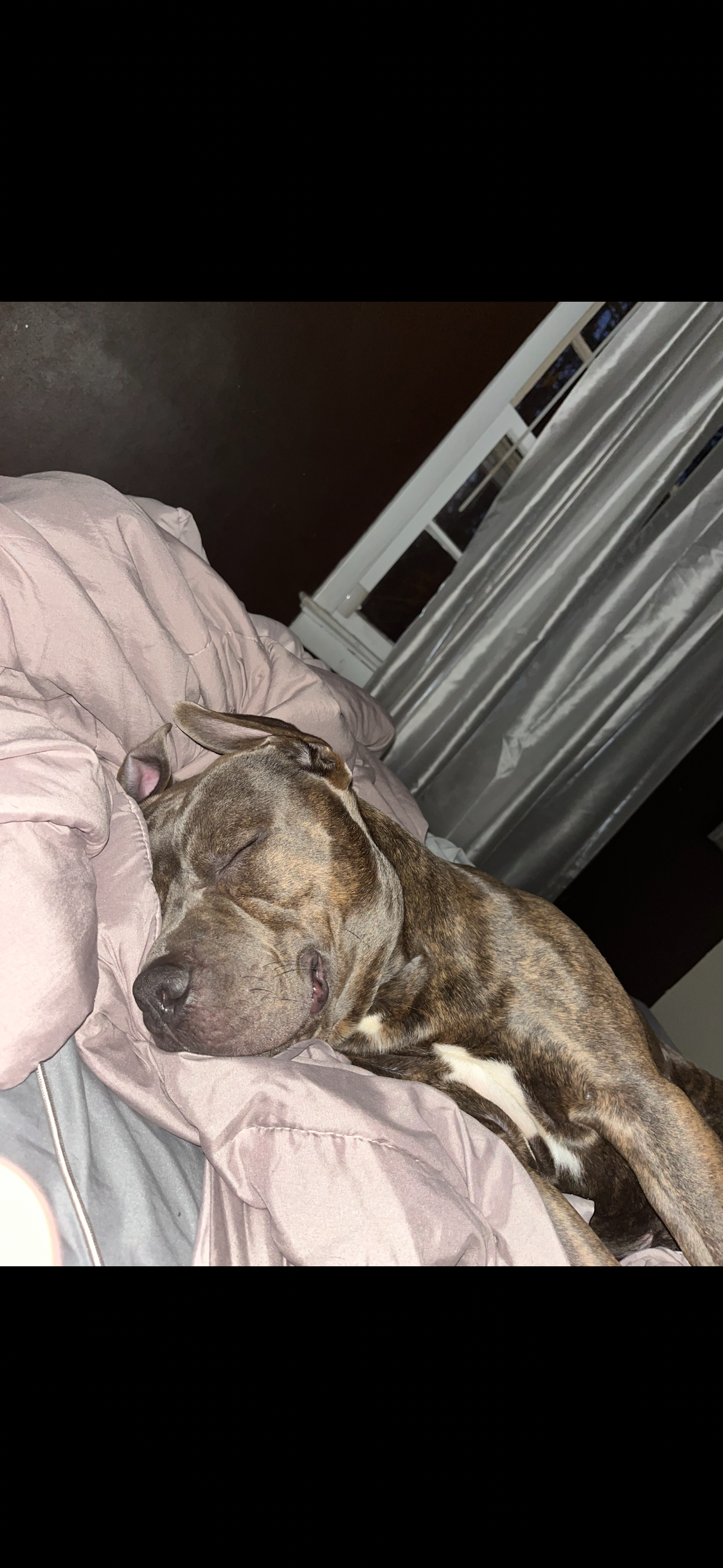 Help Save Diggy — My Sweet Boy Needs Urgent Vet Care campaign photo, 4 of 7
