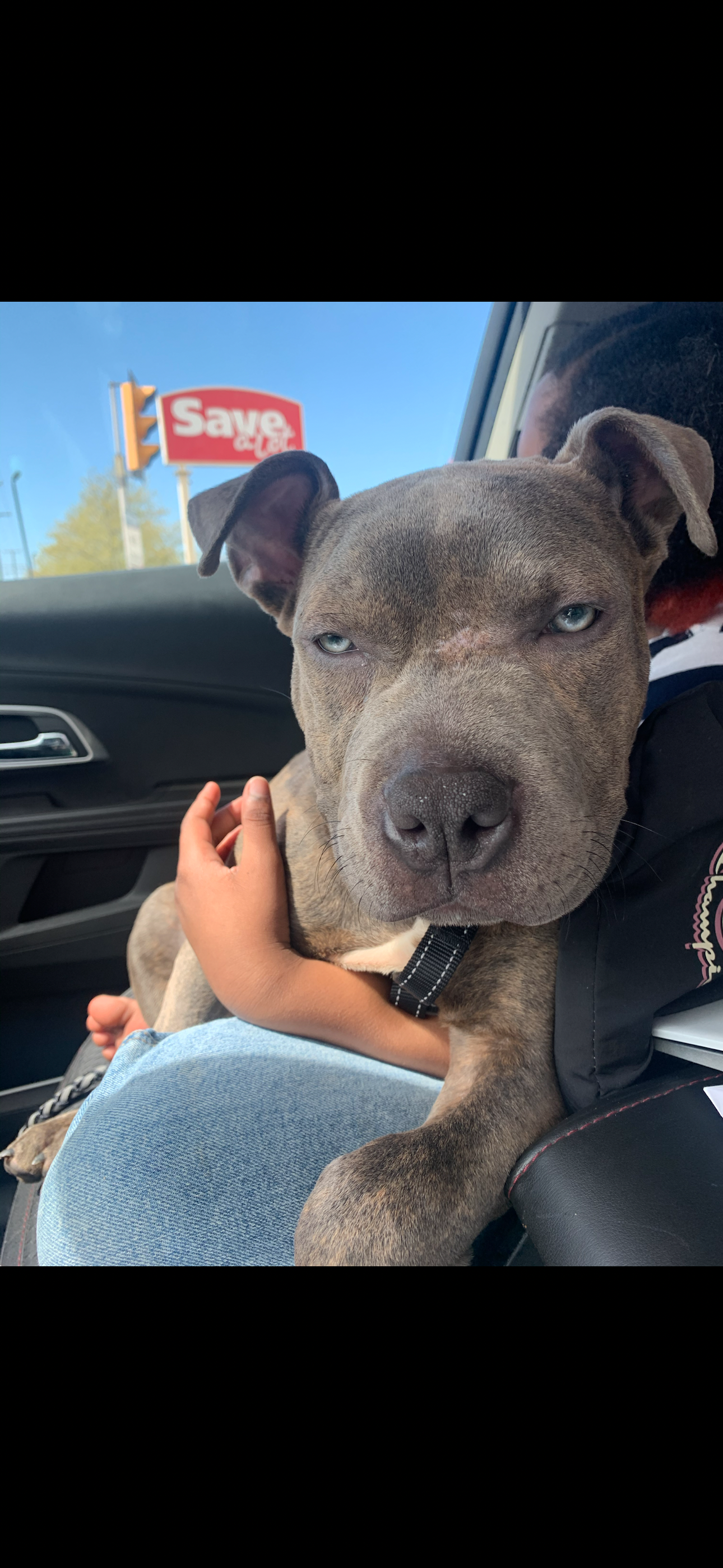 Help Save Diggy — My Sweet Boy Needs Urgent Vet Care campaign photo, 2 of 7
