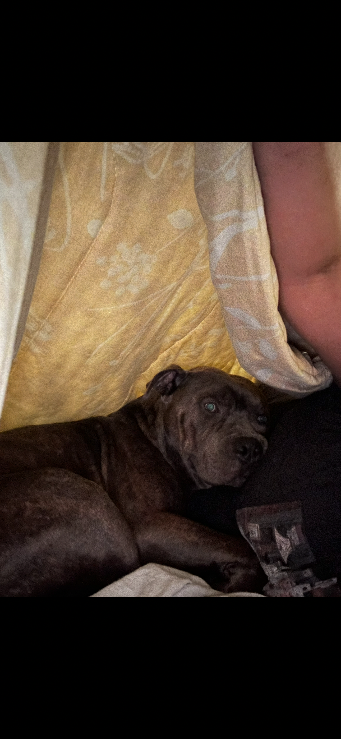 Help Save Diggy — My Sweet Boy Needs Urgent Vet Care campaign photo, 6 of 7