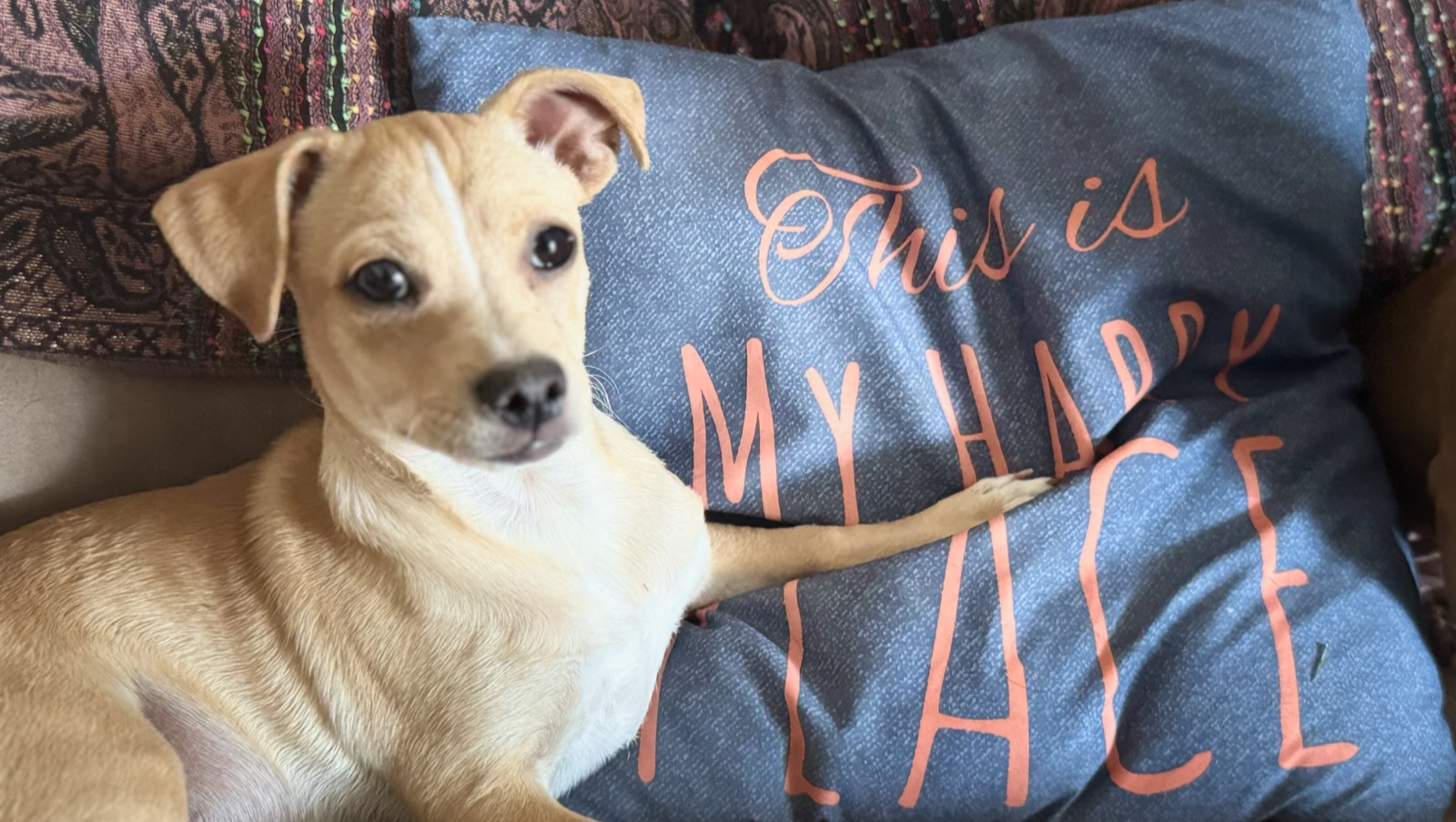 Help Aimee Save Dogs from Parvo Outbreak