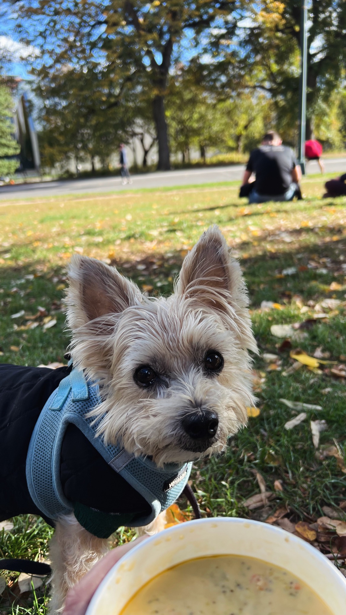 Help Save Benji: Urgent Surgery Needed campaign photo, 7 of 8