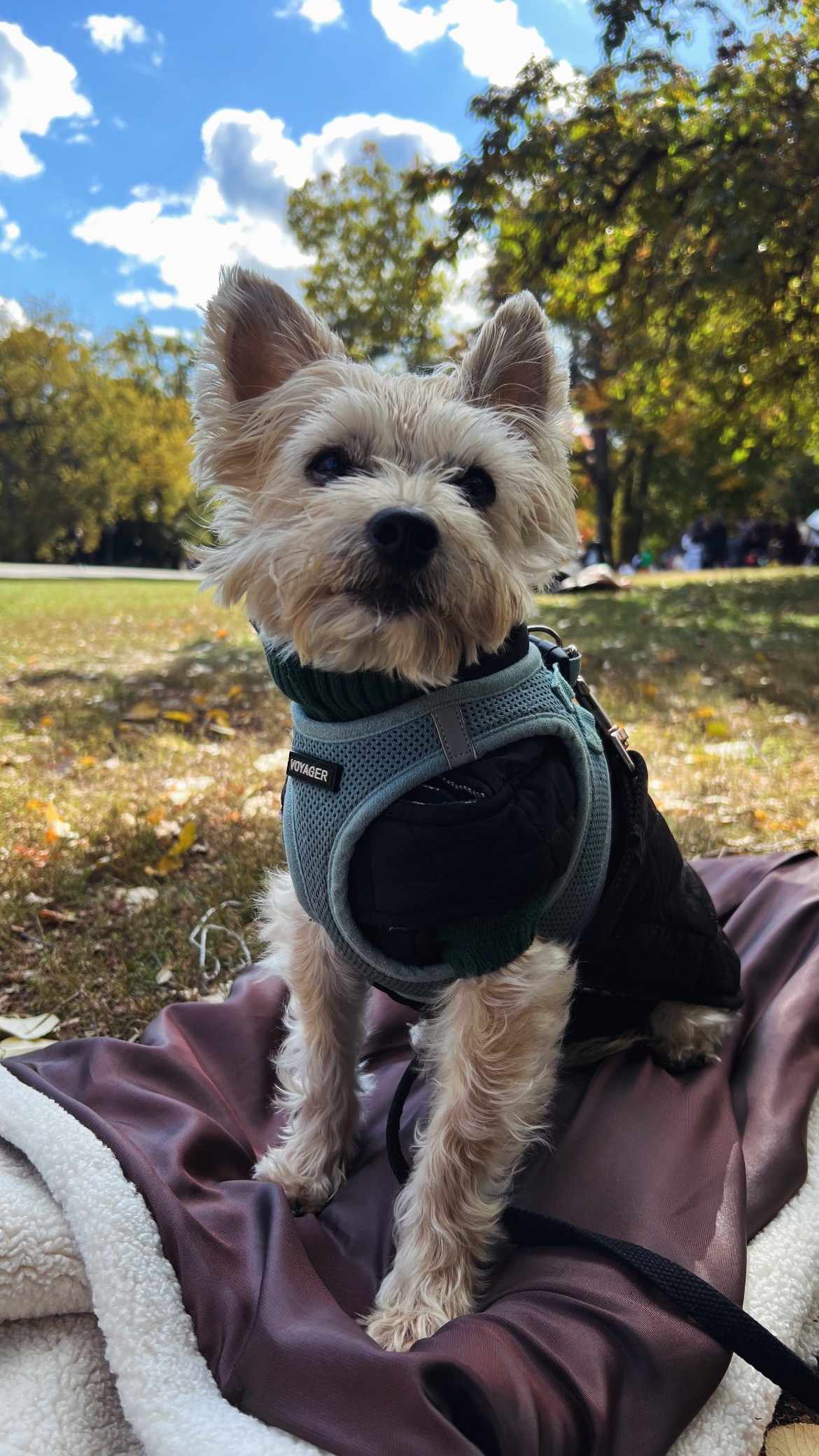 Help Save Benji: Urgent Surgery Needed campaign photo, 2 of 8