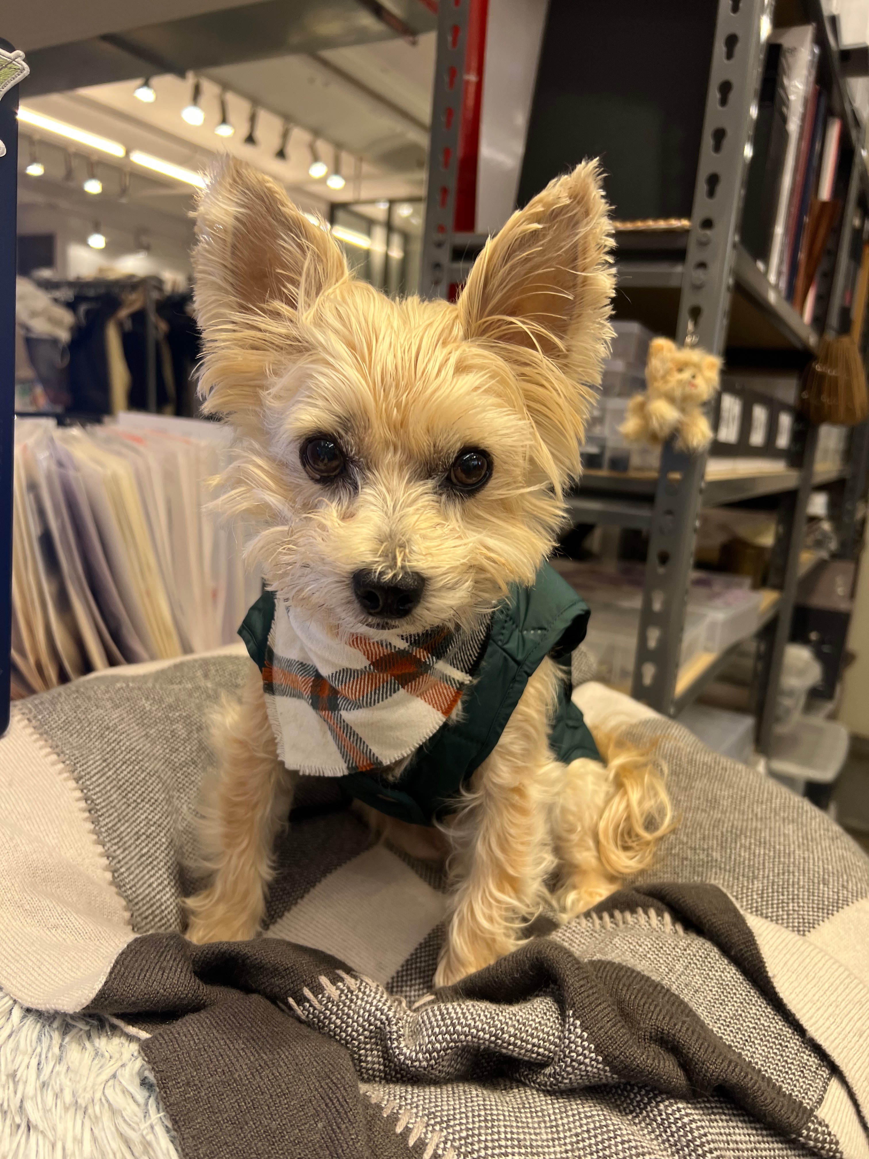 Help Save Benji: Urgent Surgery Needed campaign photo, 6 of 8