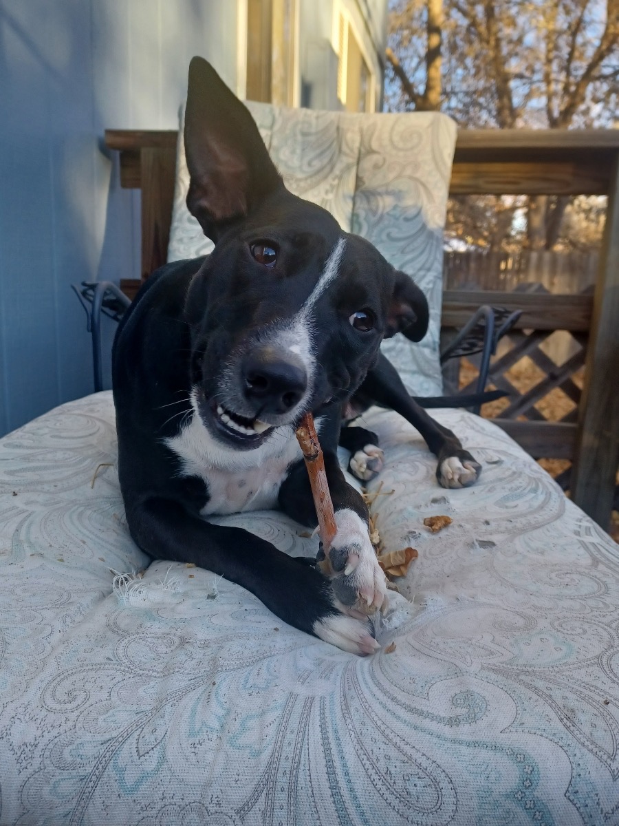 Please help Olive get her leg surgery! campaign photo, 7 of 8