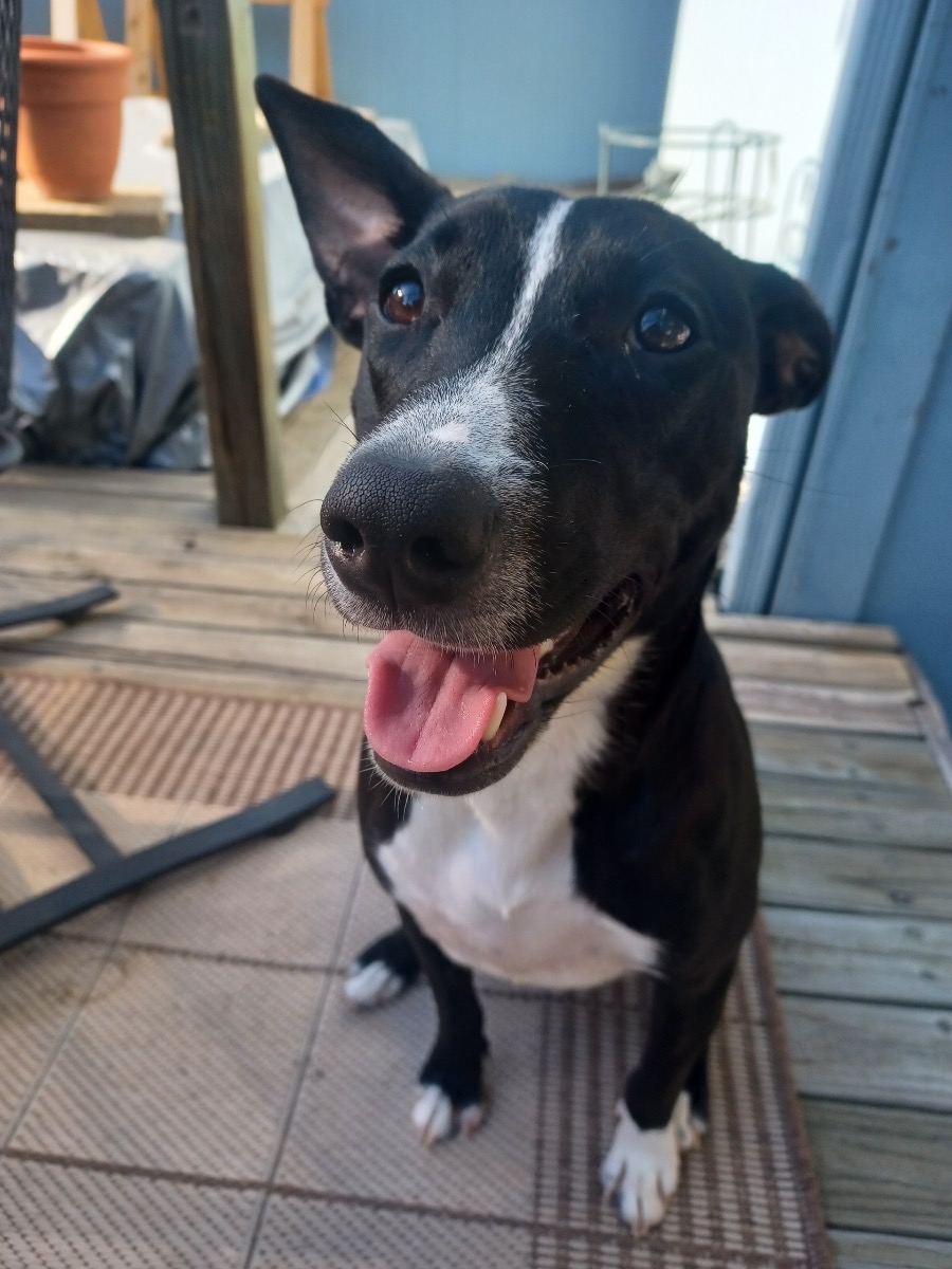Please help Olive get her leg surgery! campaign photo, 2 of 8