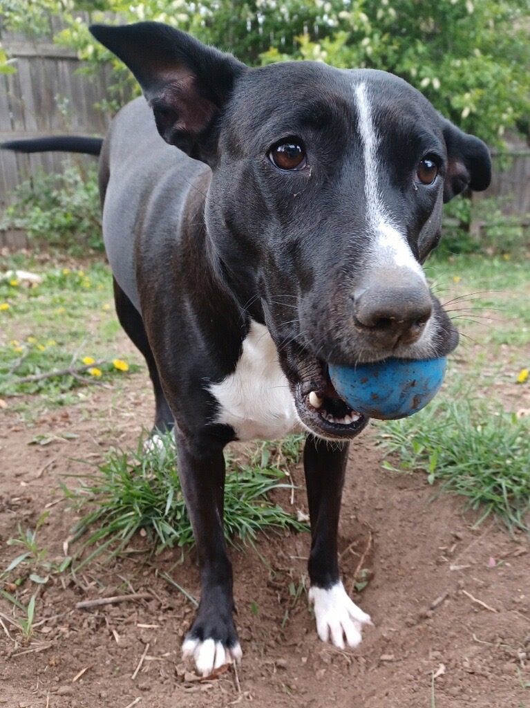 Please help Olive get her leg surgery! campaign photo, 4 of 8