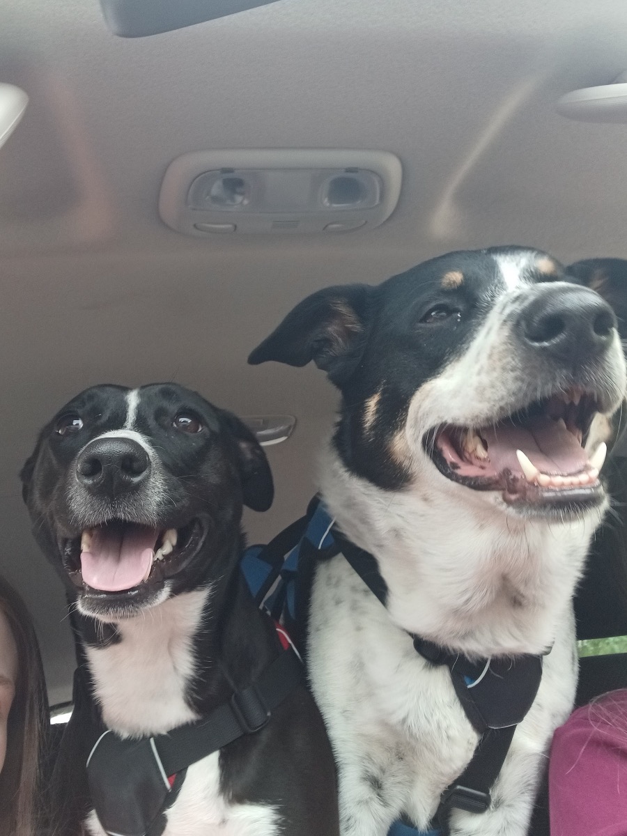 Please help Olive get her leg surgery! campaign photo, 5 of 8