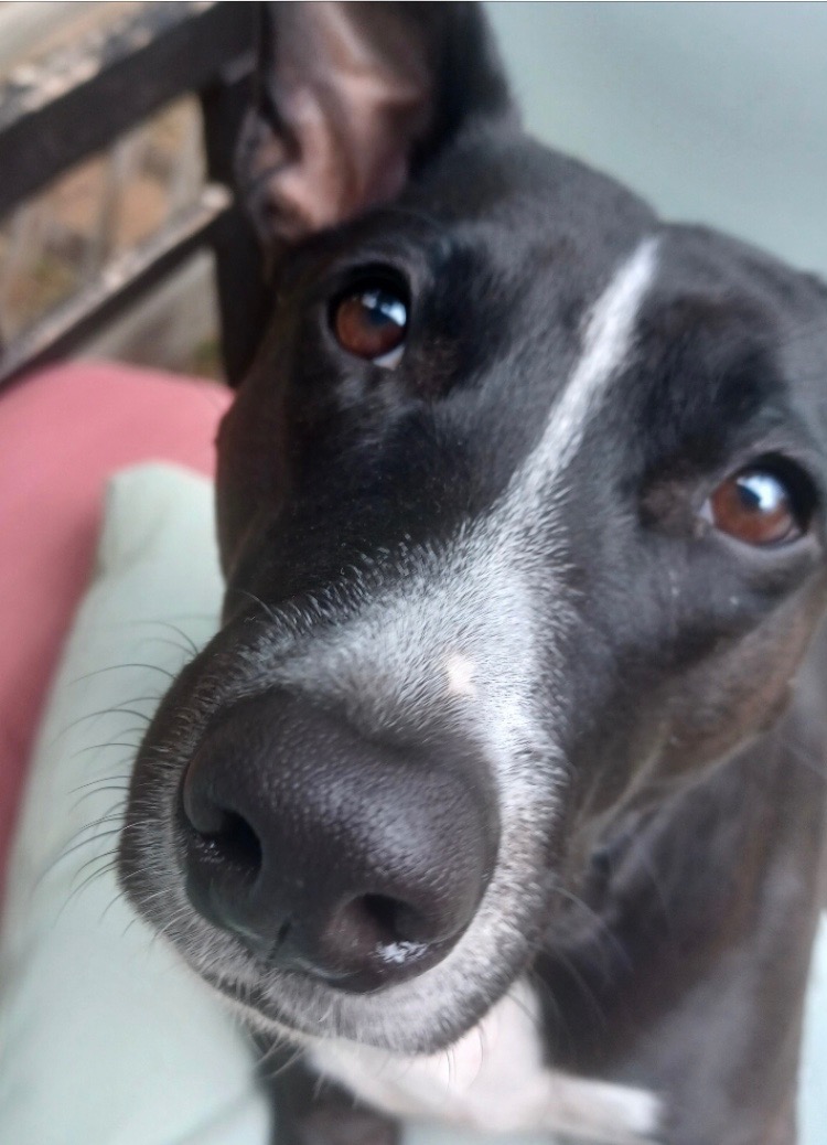 Please help Olive get her leg surgery! campaign photo, 6 of 8