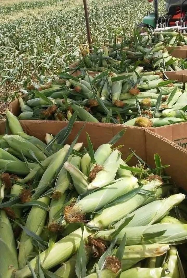 Rebuild Farmer Bwoy Farms After Hurricane Melissa in Jamaica campaign photo, 4 of 5