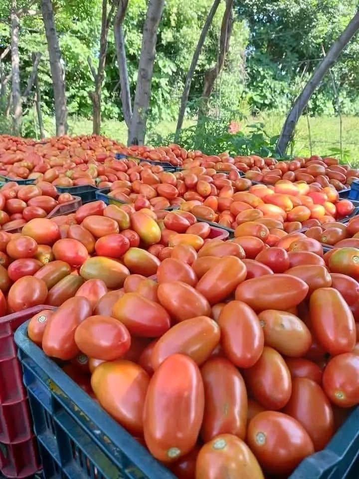 Rebuild Farmer Bwoy Farms After Hurricane Melissa in Jamaica campaign photo, 2 of 5