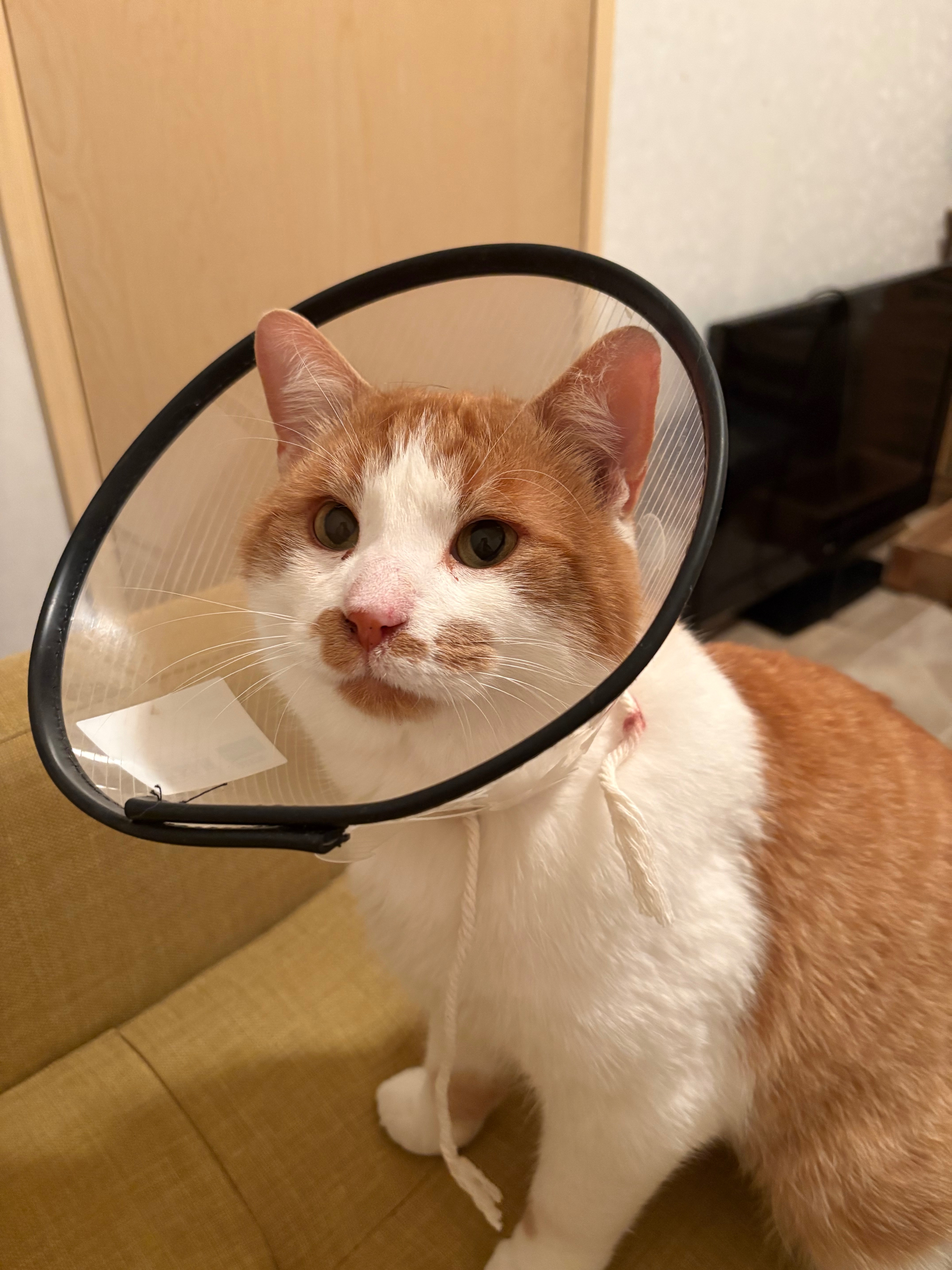 Ringo’s medical bills campaign photo, 4 of 7